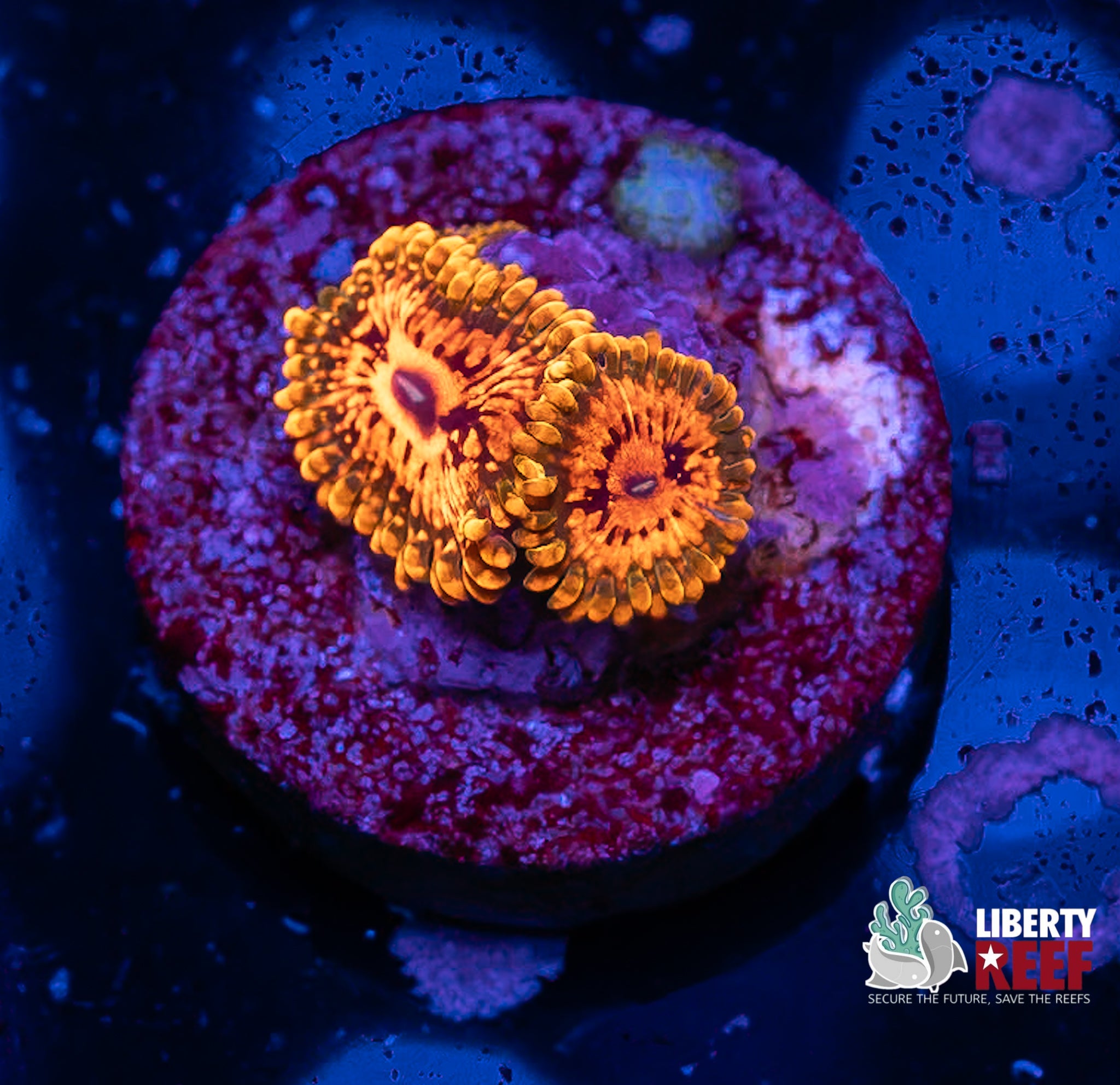 2p Grand Master Krak (GMK) Zoas