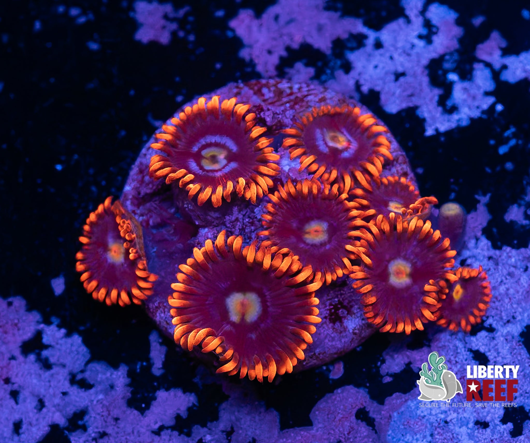 Snitches Zoas