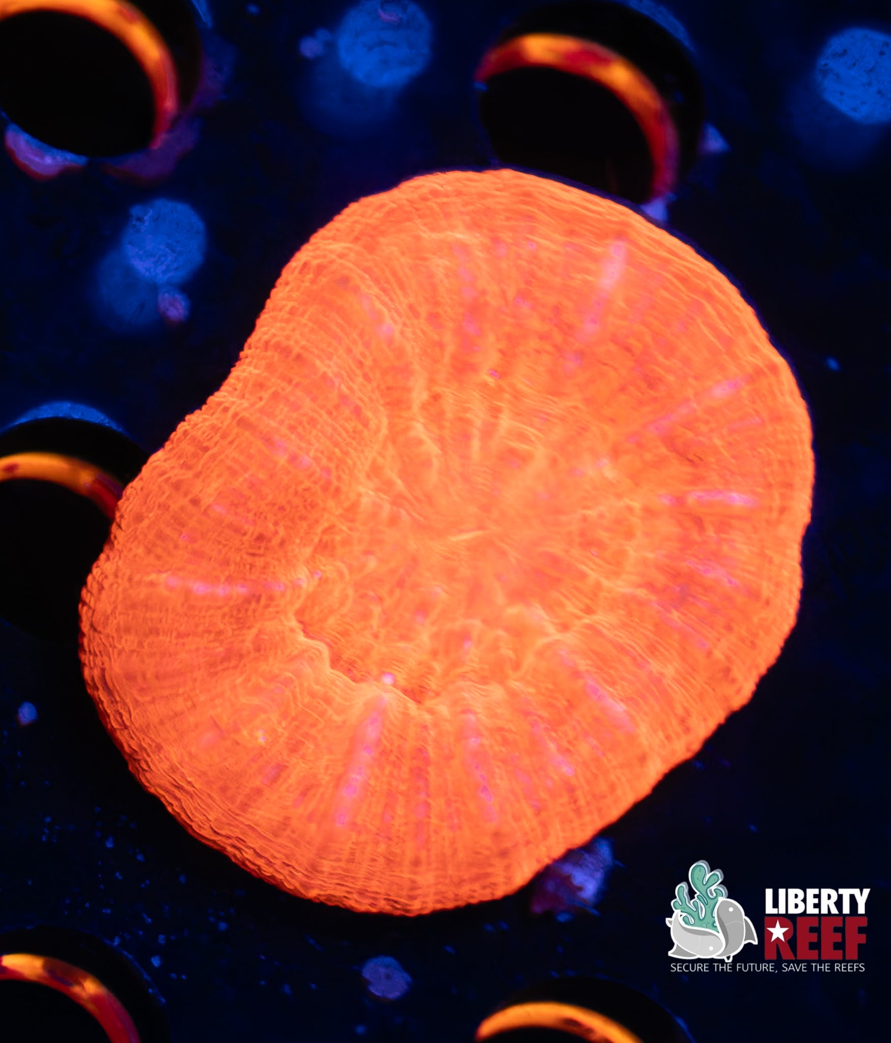 MAGMA Scoly