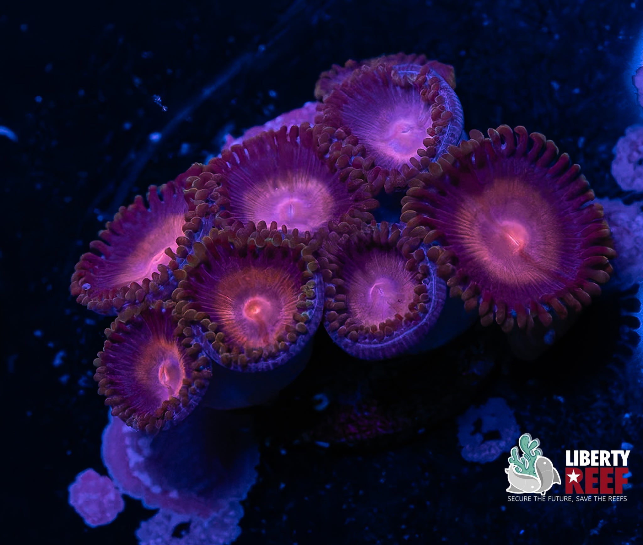 Super Girl Zoas