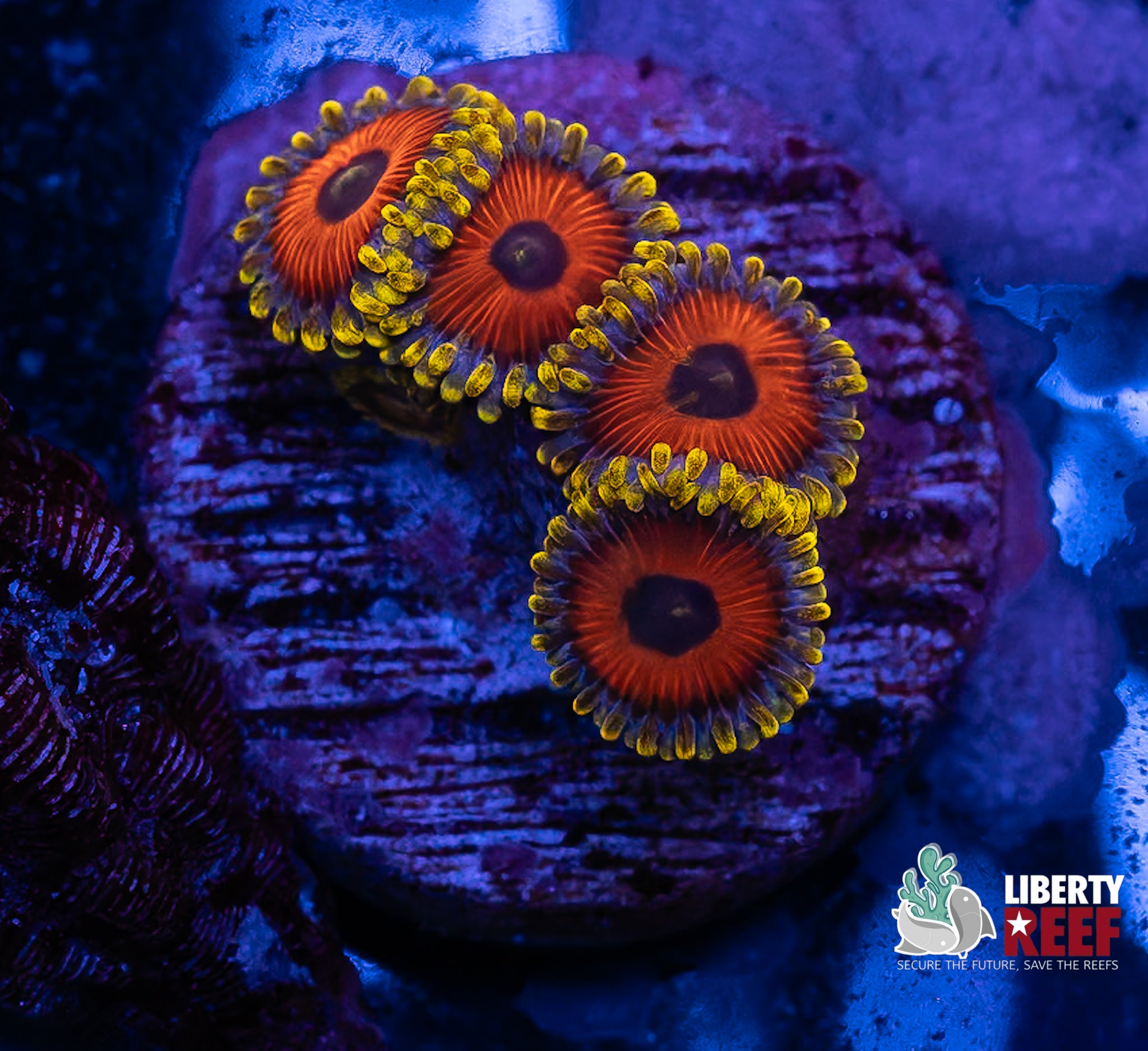 Jungle Juice Zoas