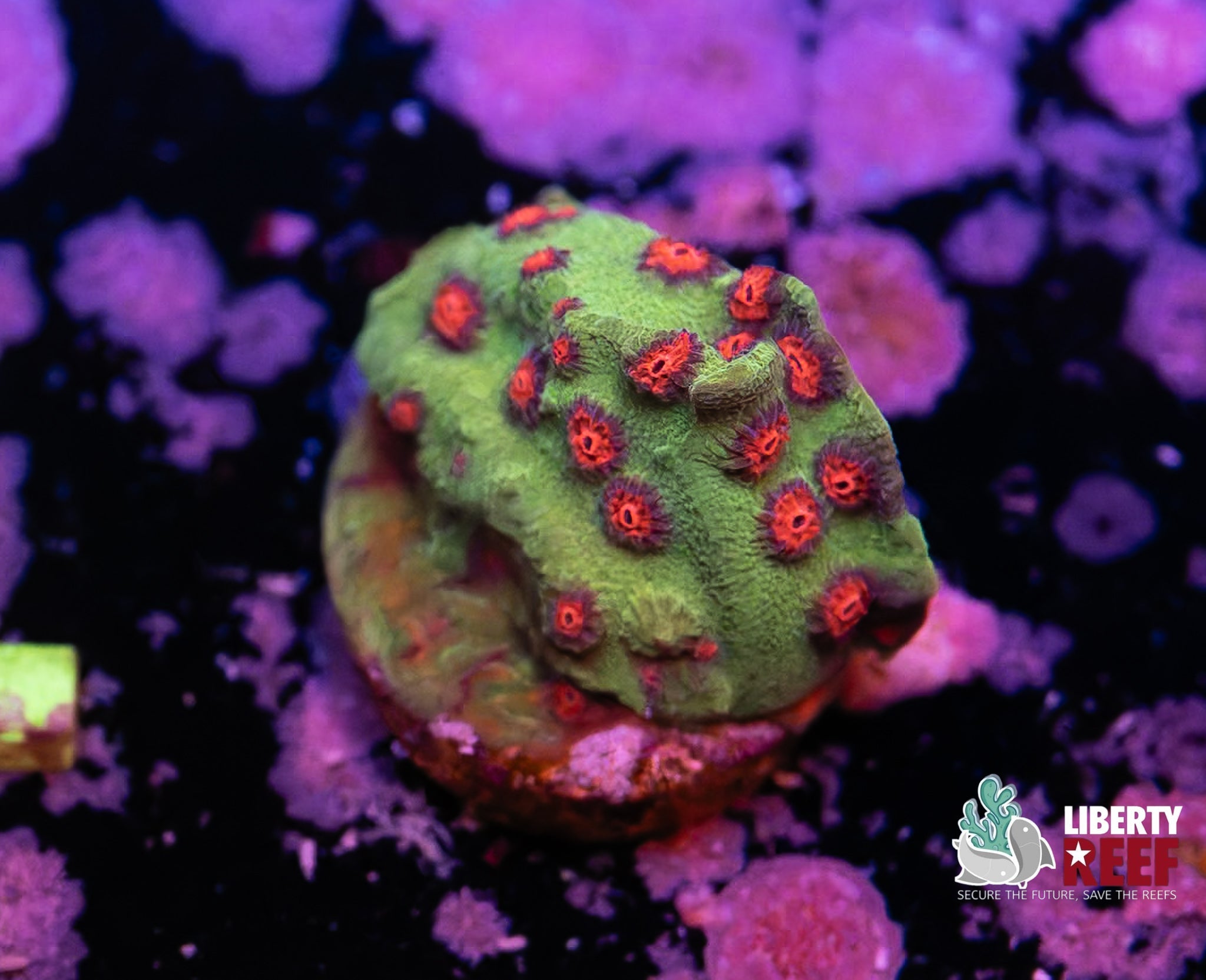 Liberty Reef Auction