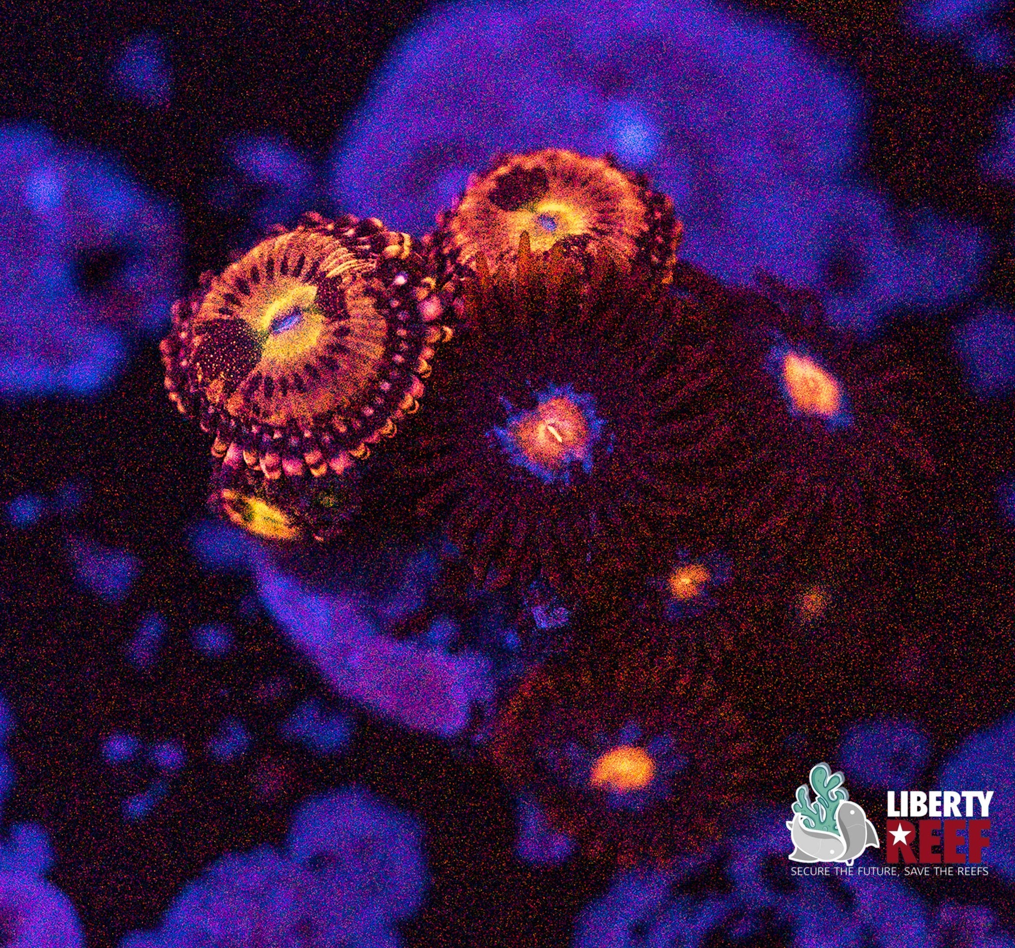 Liberty Reef Auction
