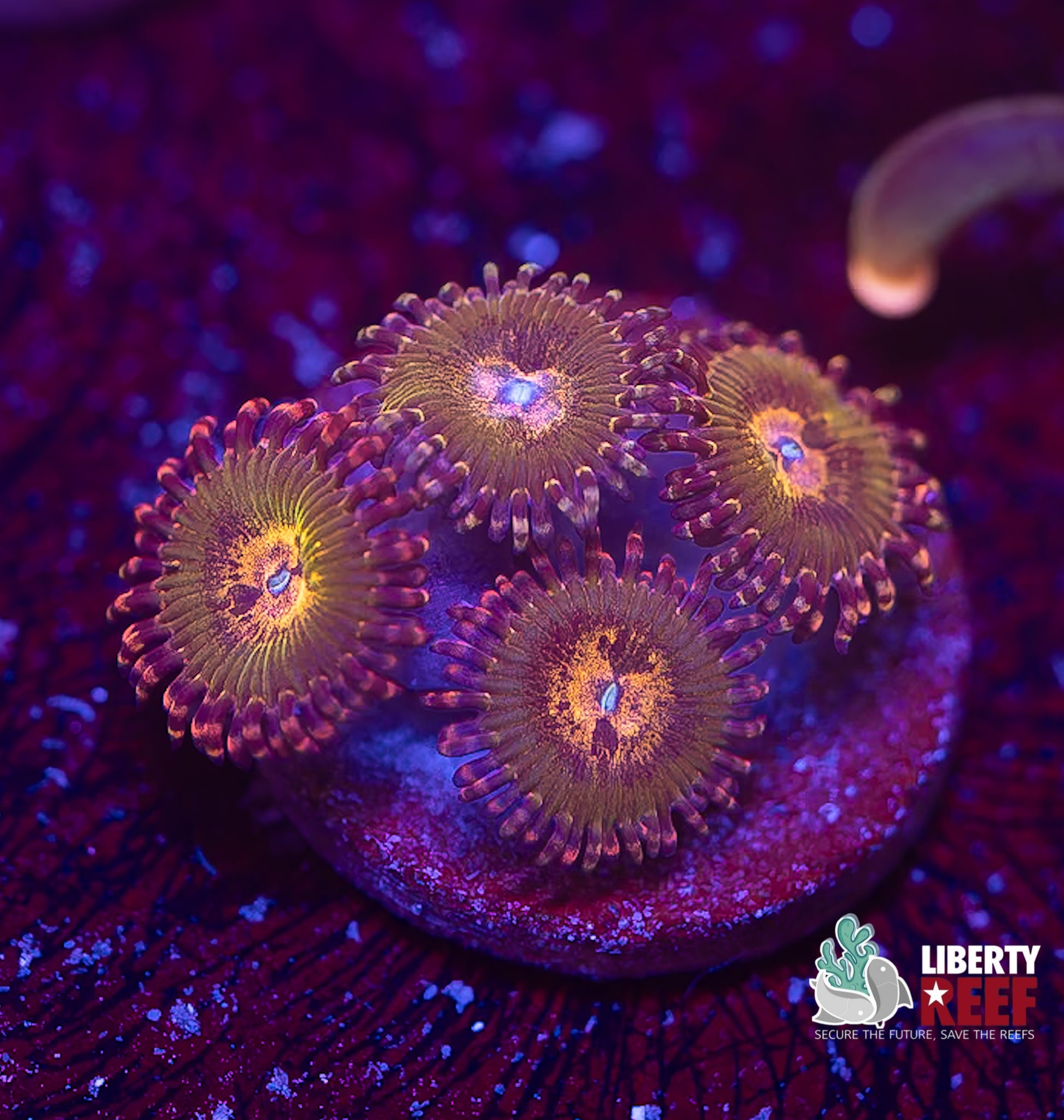 Sakura Sunrise Zoas