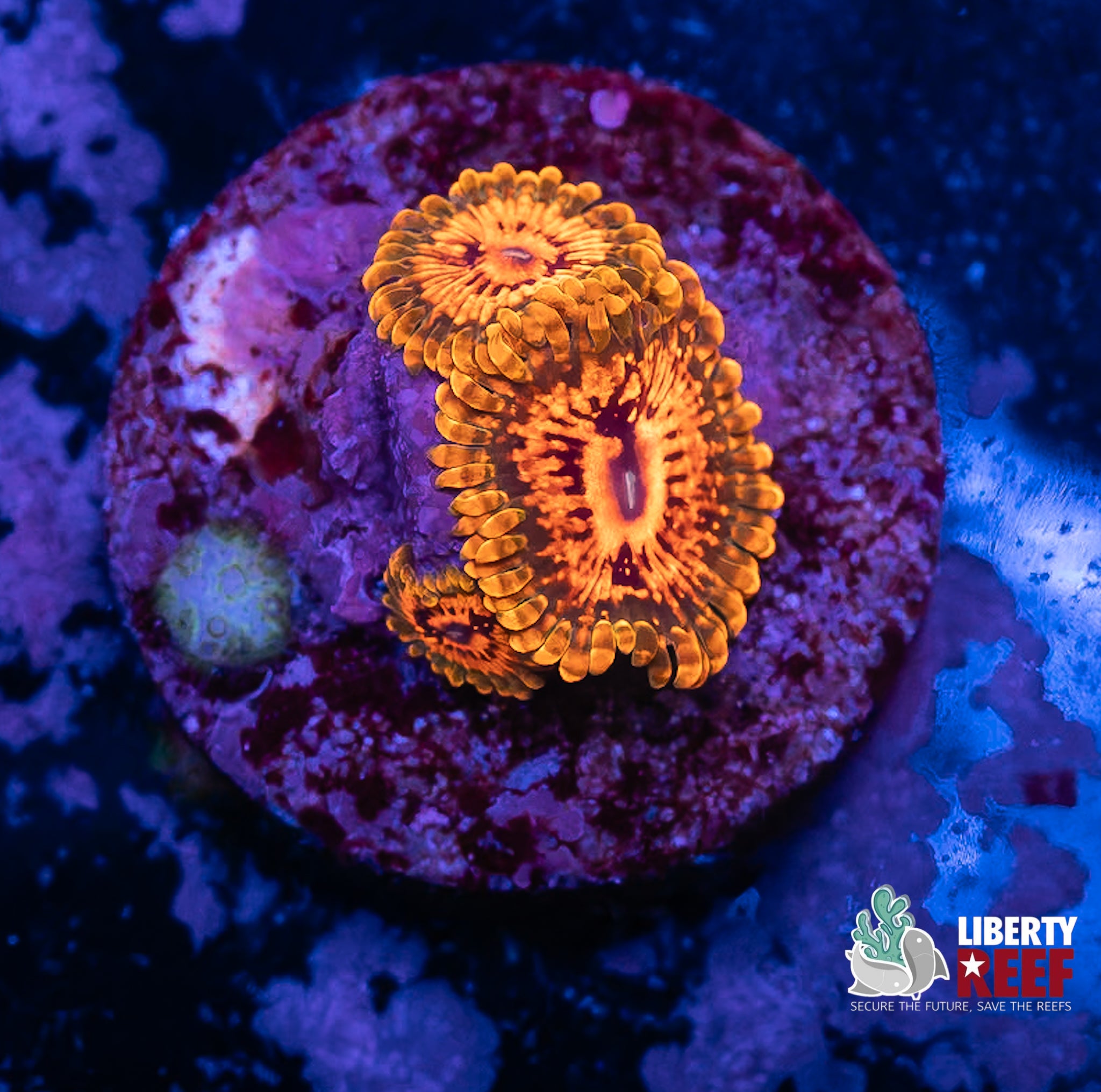 3p Grand Master Krak (GMK) Zoas