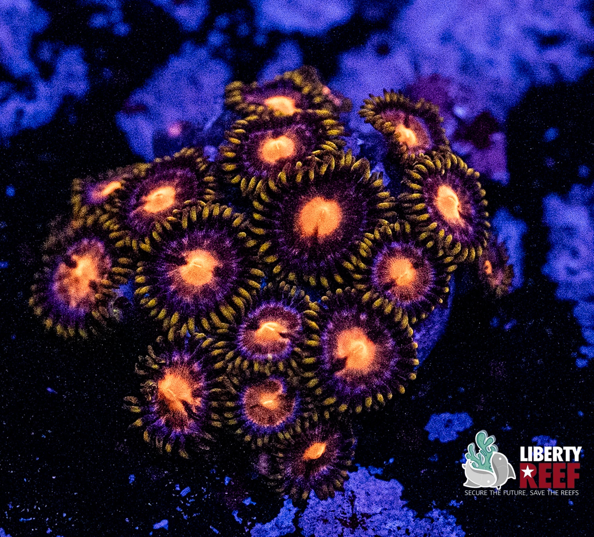Blowpop Zoas