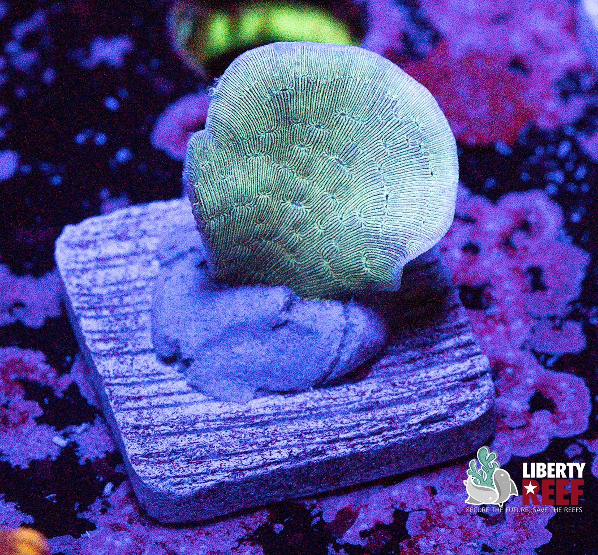 Branching Leptastrea