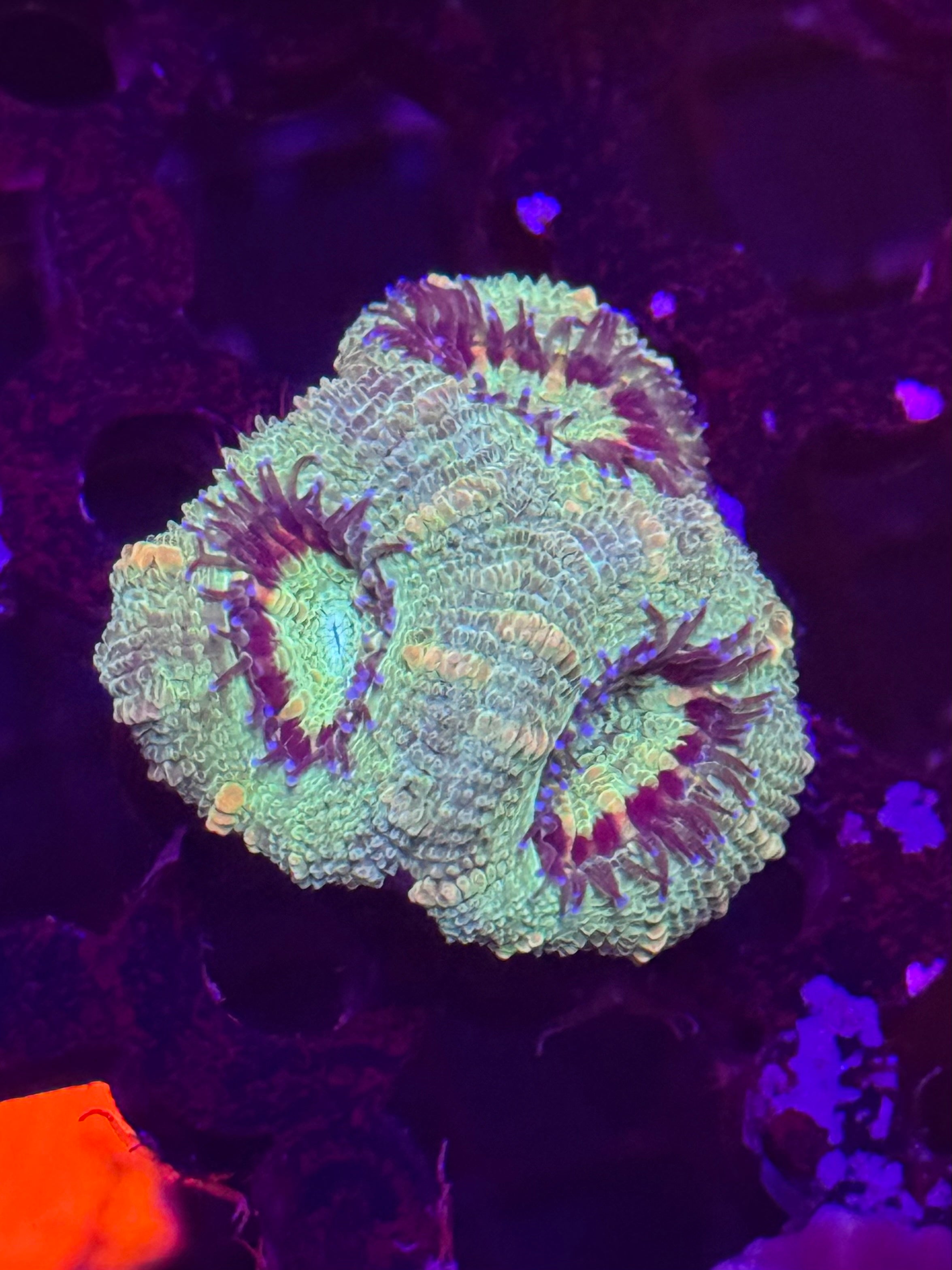 Yoda Acan Frag