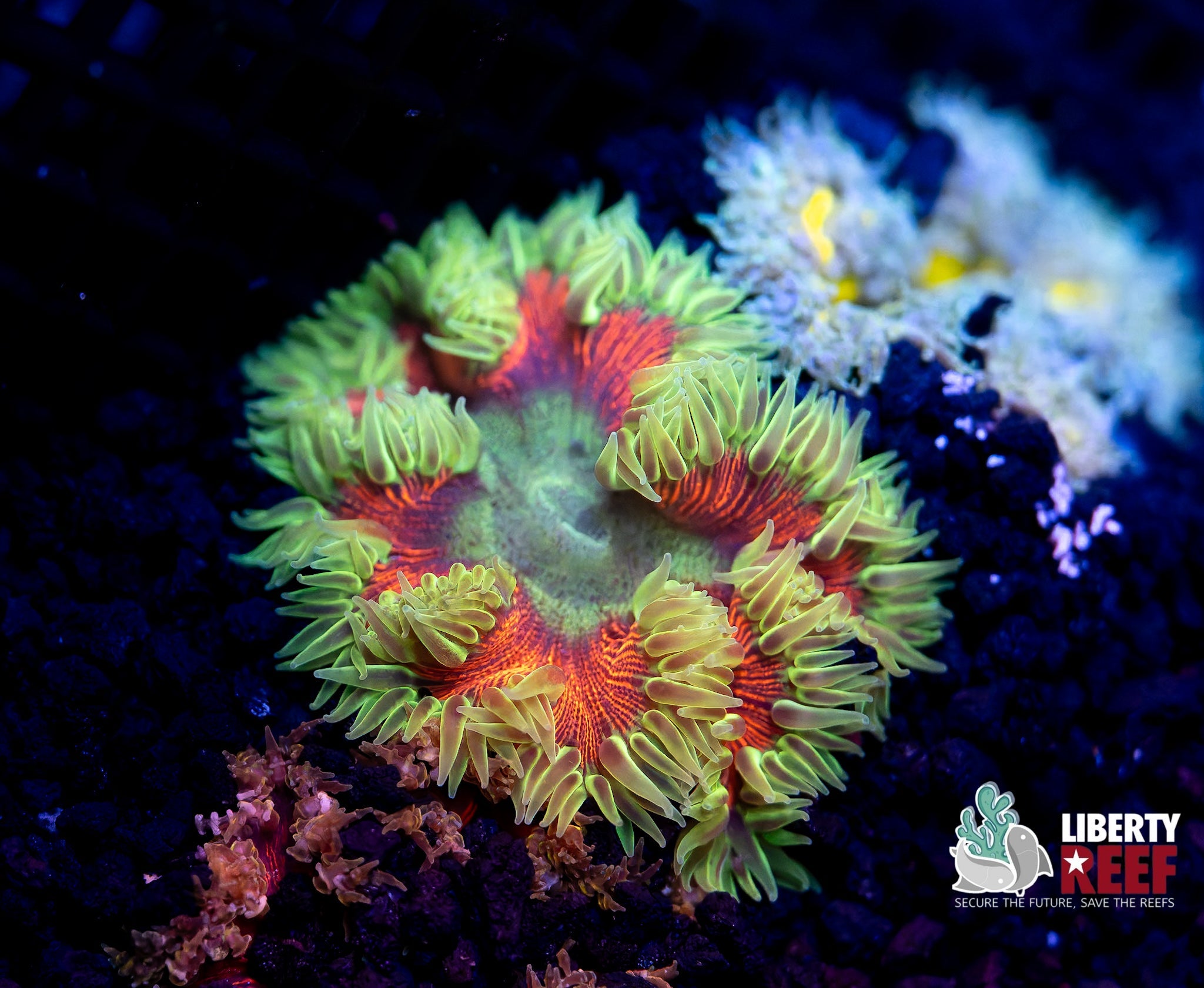 Liberty Reef Auction