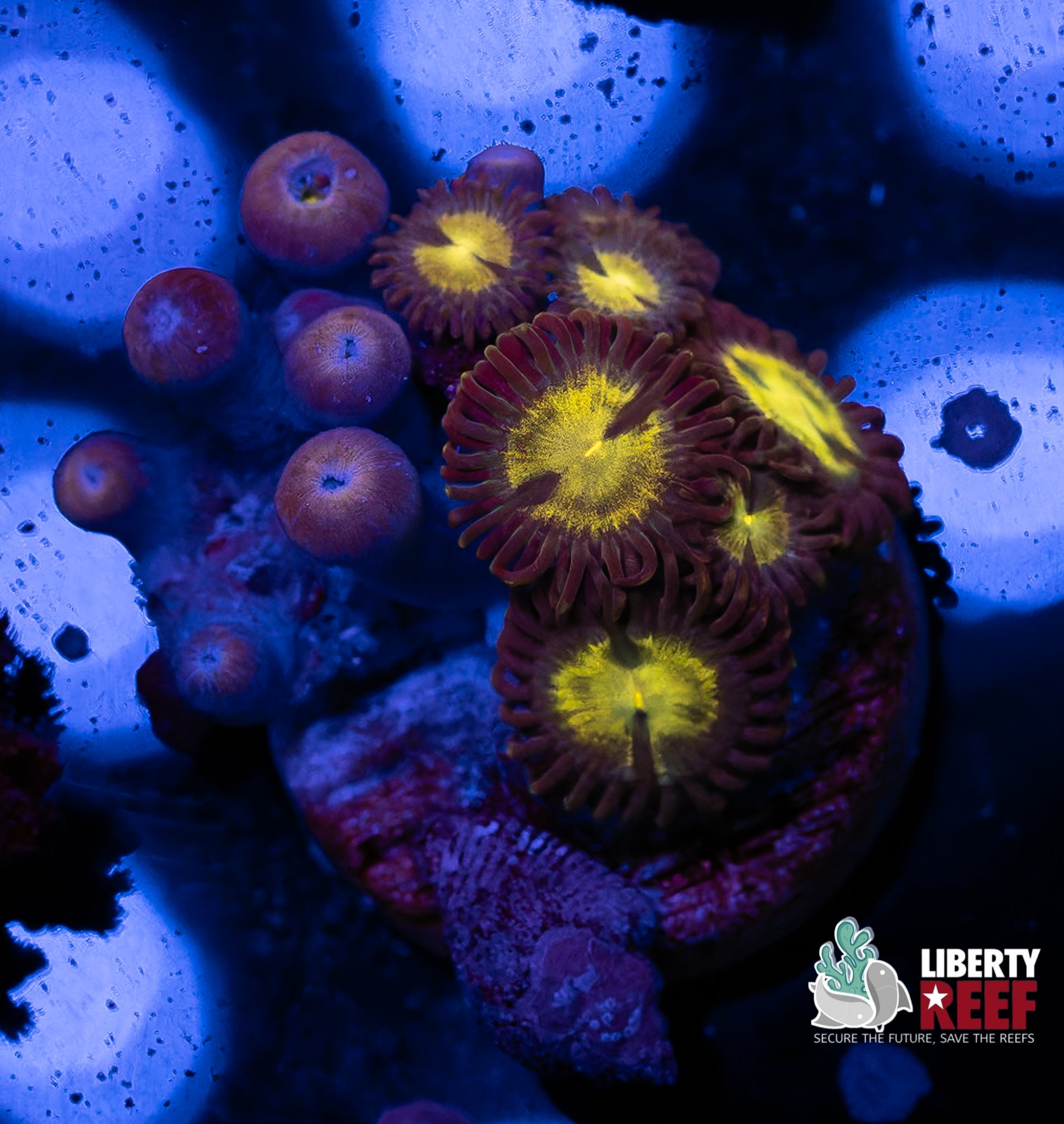 Nuclear Meltdown Zoas