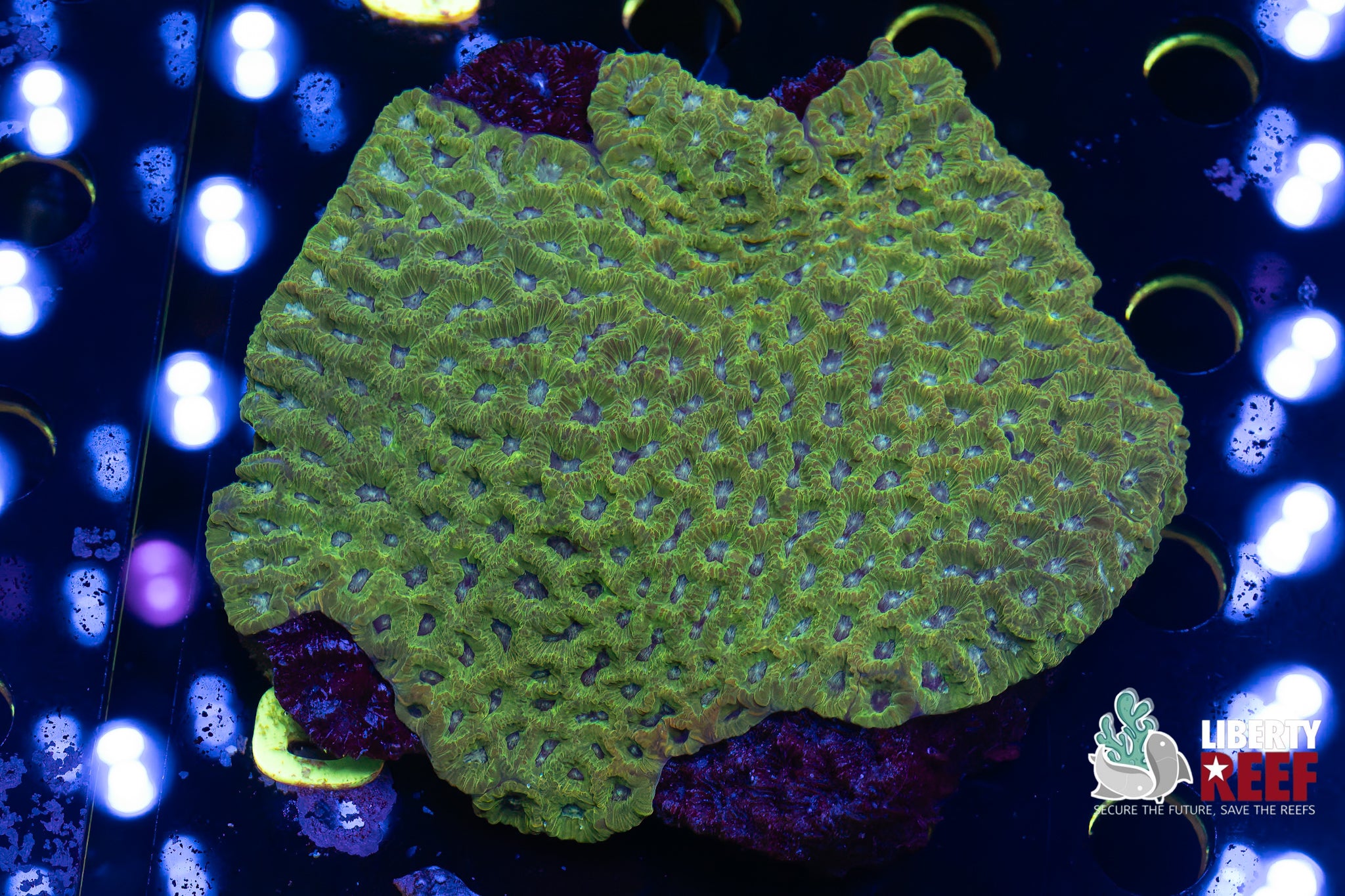 XL Hulk Favia Colony