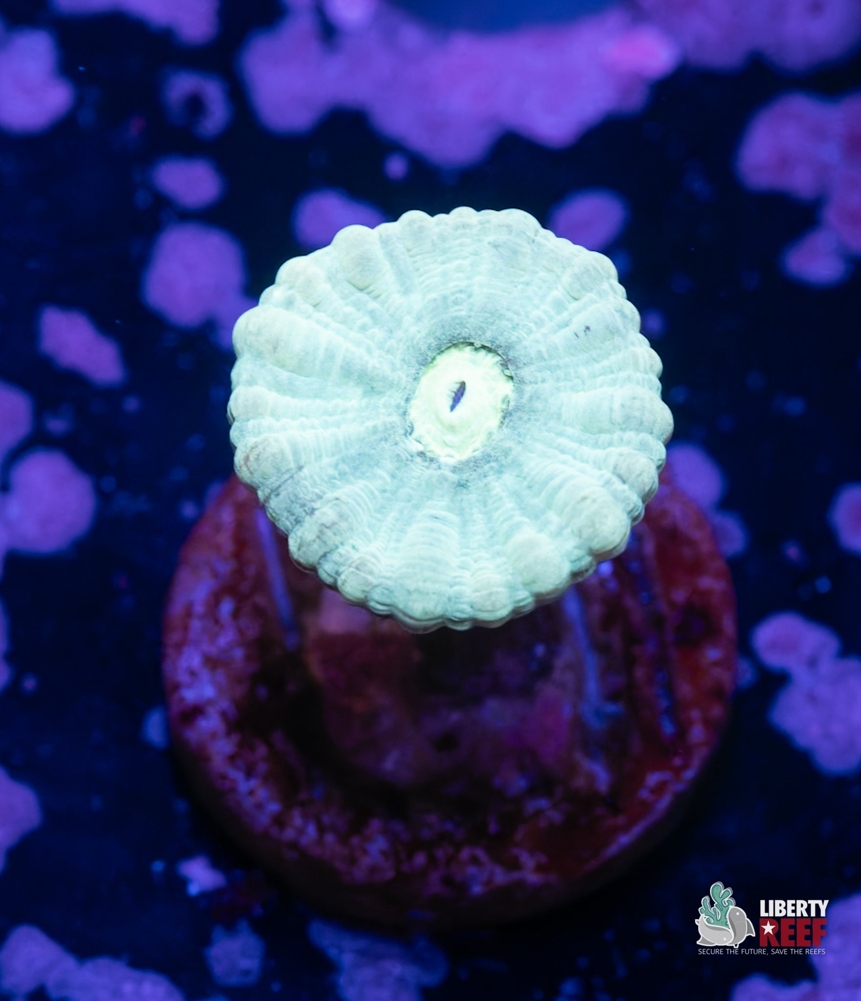 10/31 Online Auction