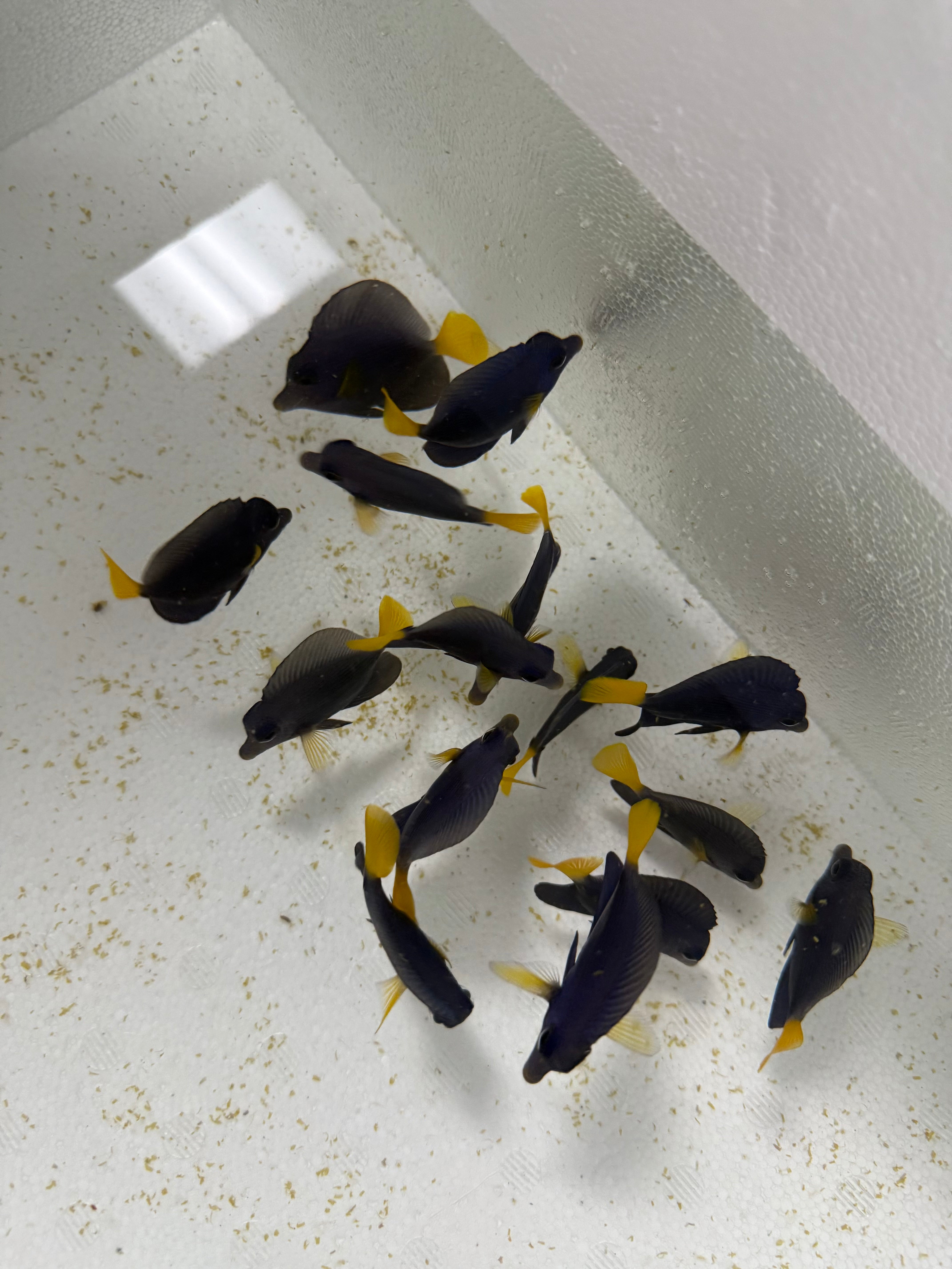 Purple Tang Super Sale!! (Select Shipping @ Checkout)