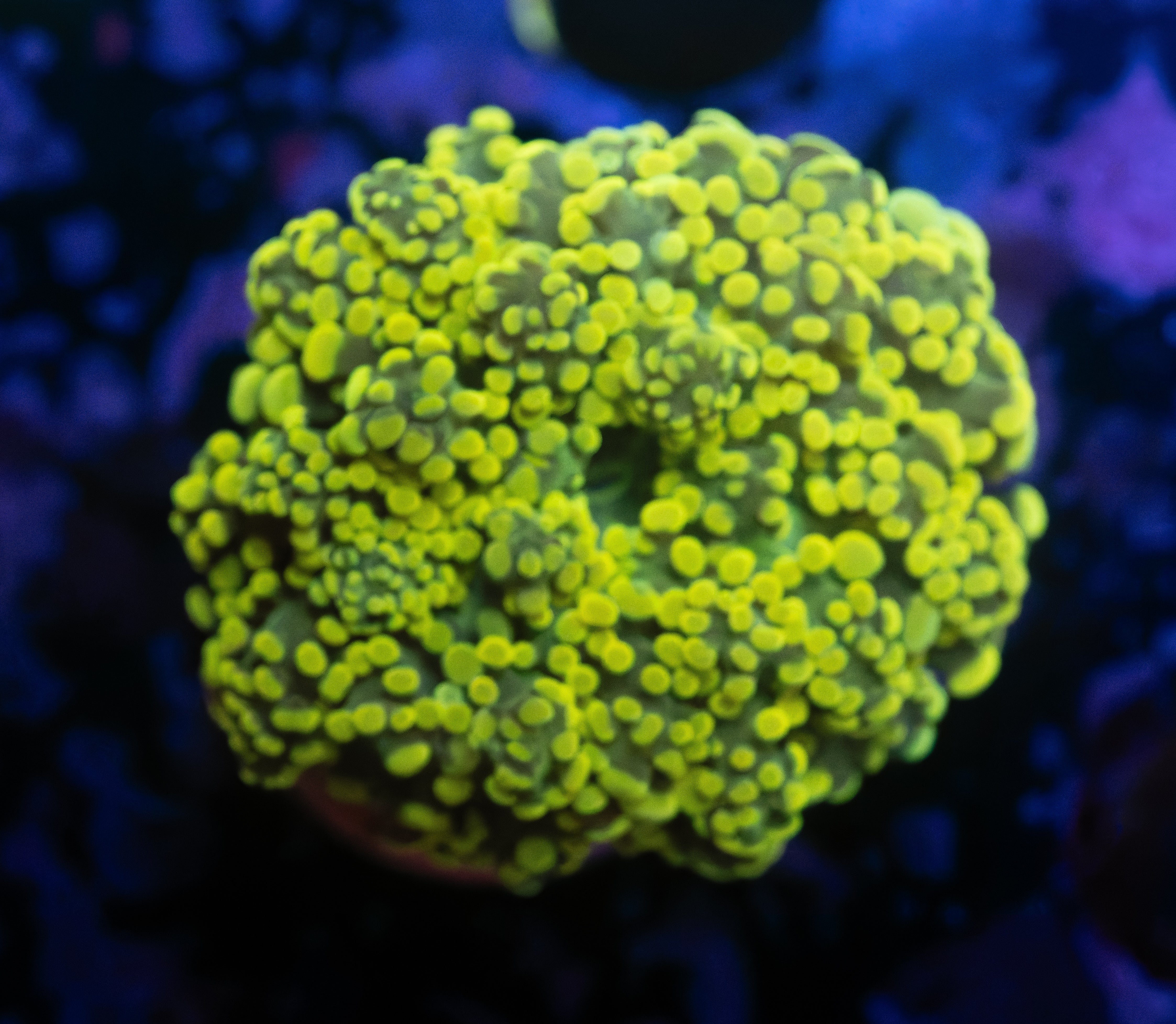 Lemon Lime Octospawn