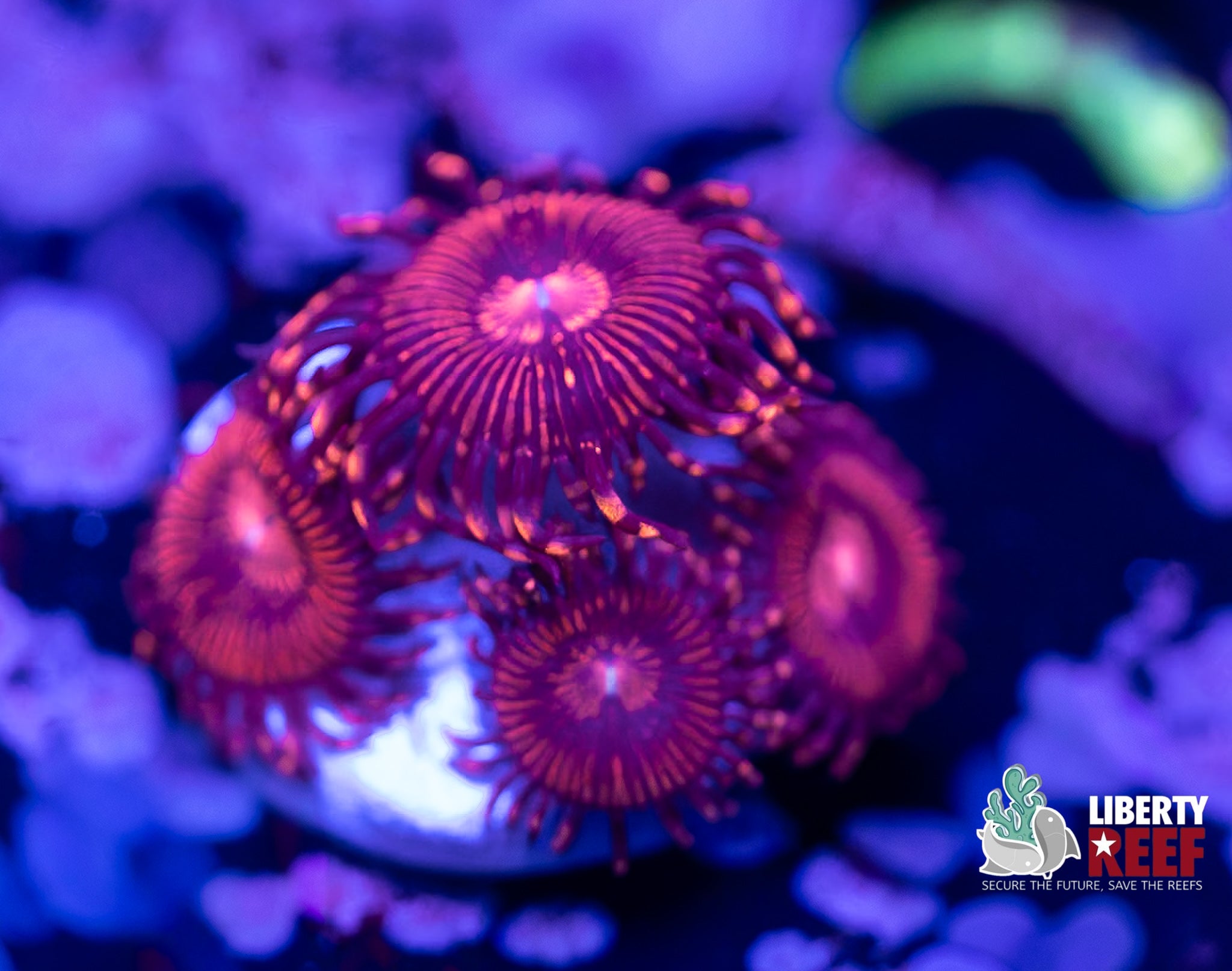 Halle Berry Zoas