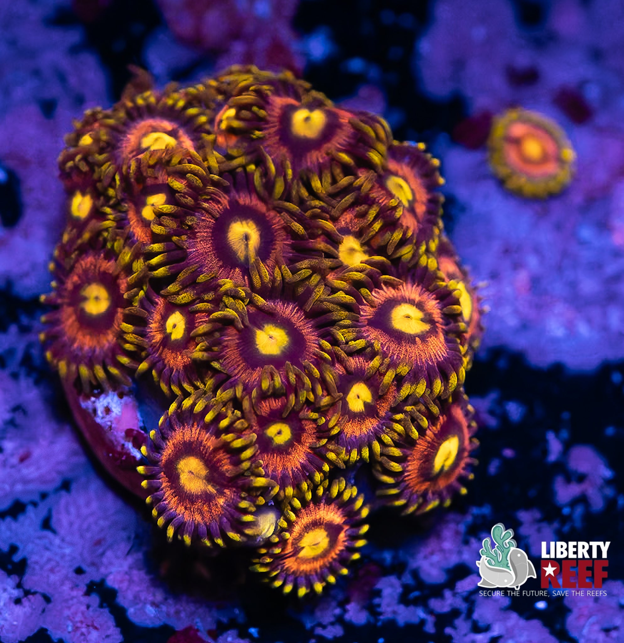 Laser Lemon Zoas