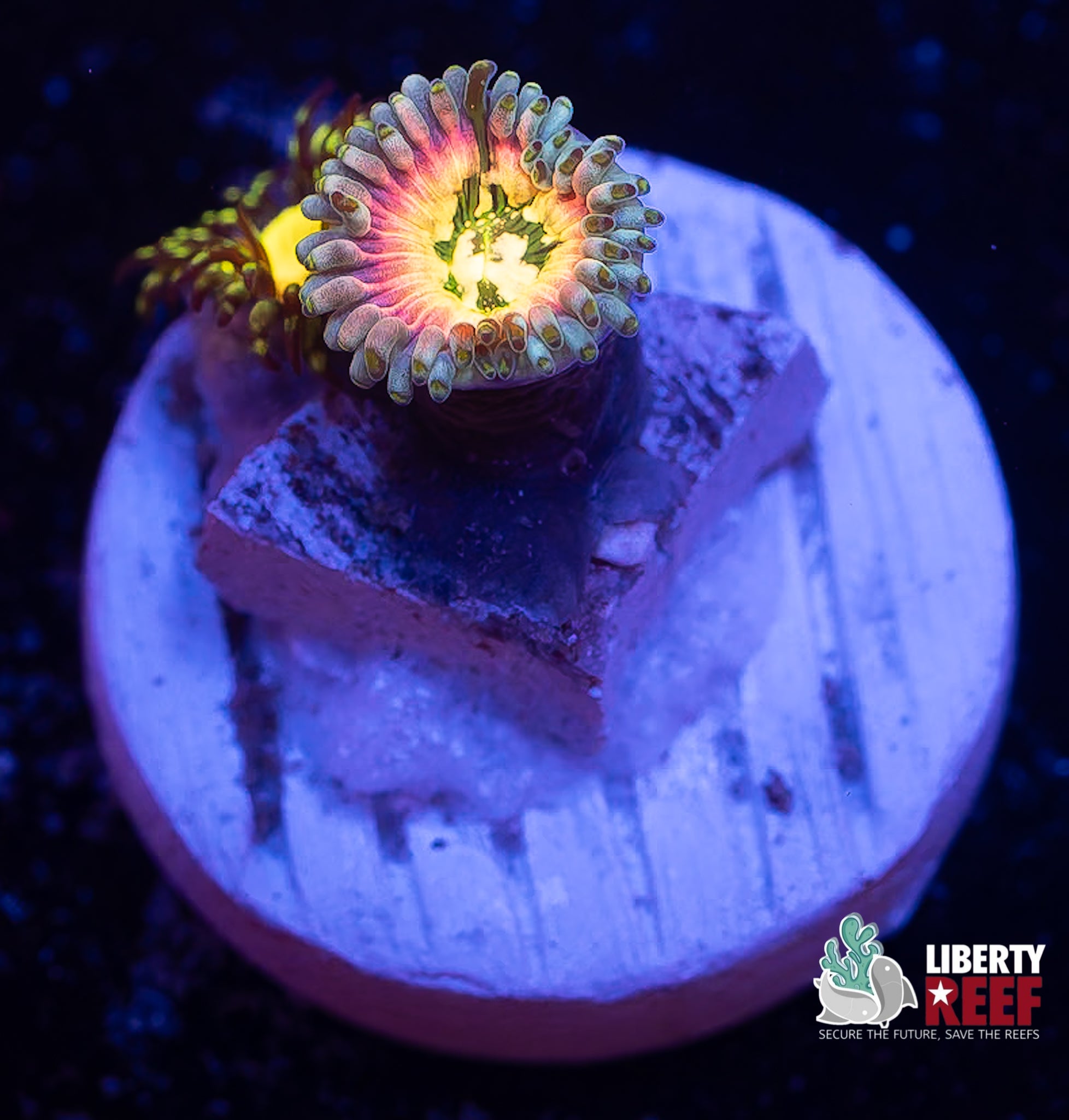 Rainbow Agave & Butt Muncher Combo Frag