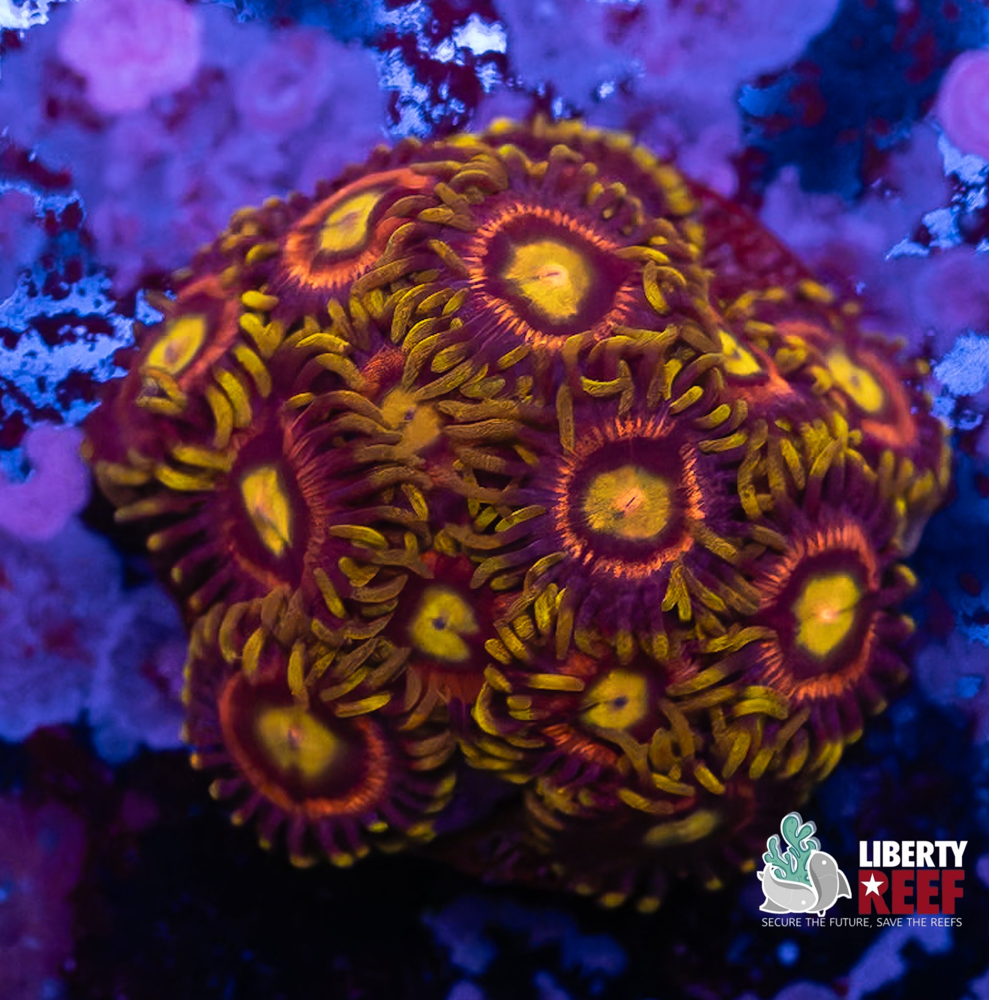 Laser Lemon Zoas