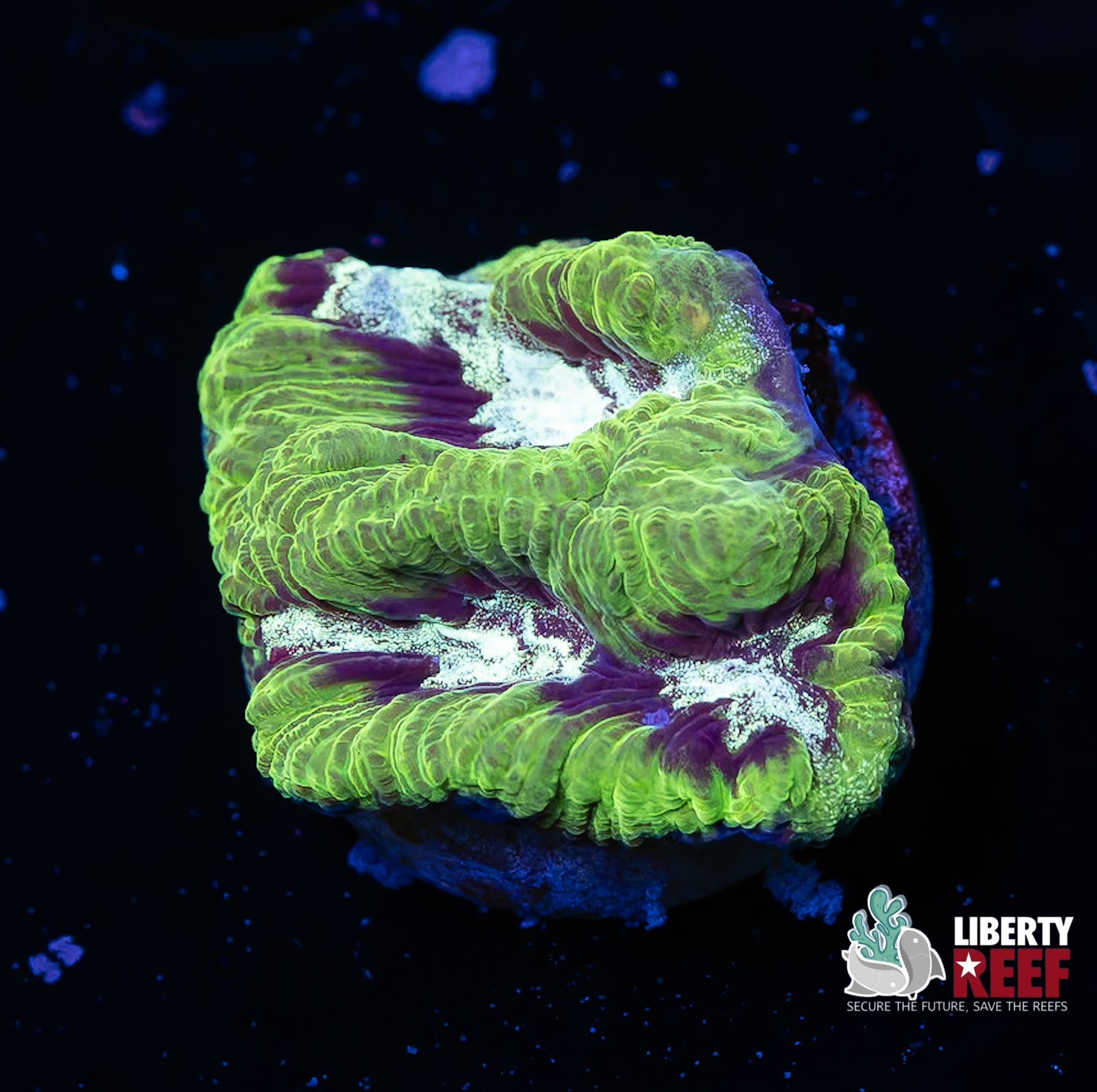 Alien Eye Maze Coral