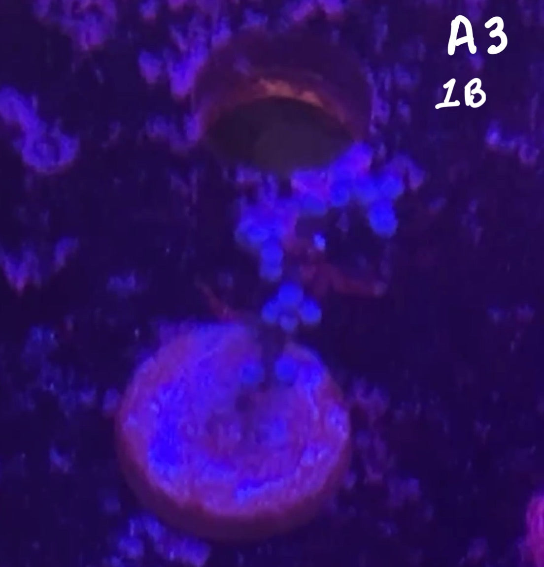 Karen Ritner 10/18 Facebook Live Auction