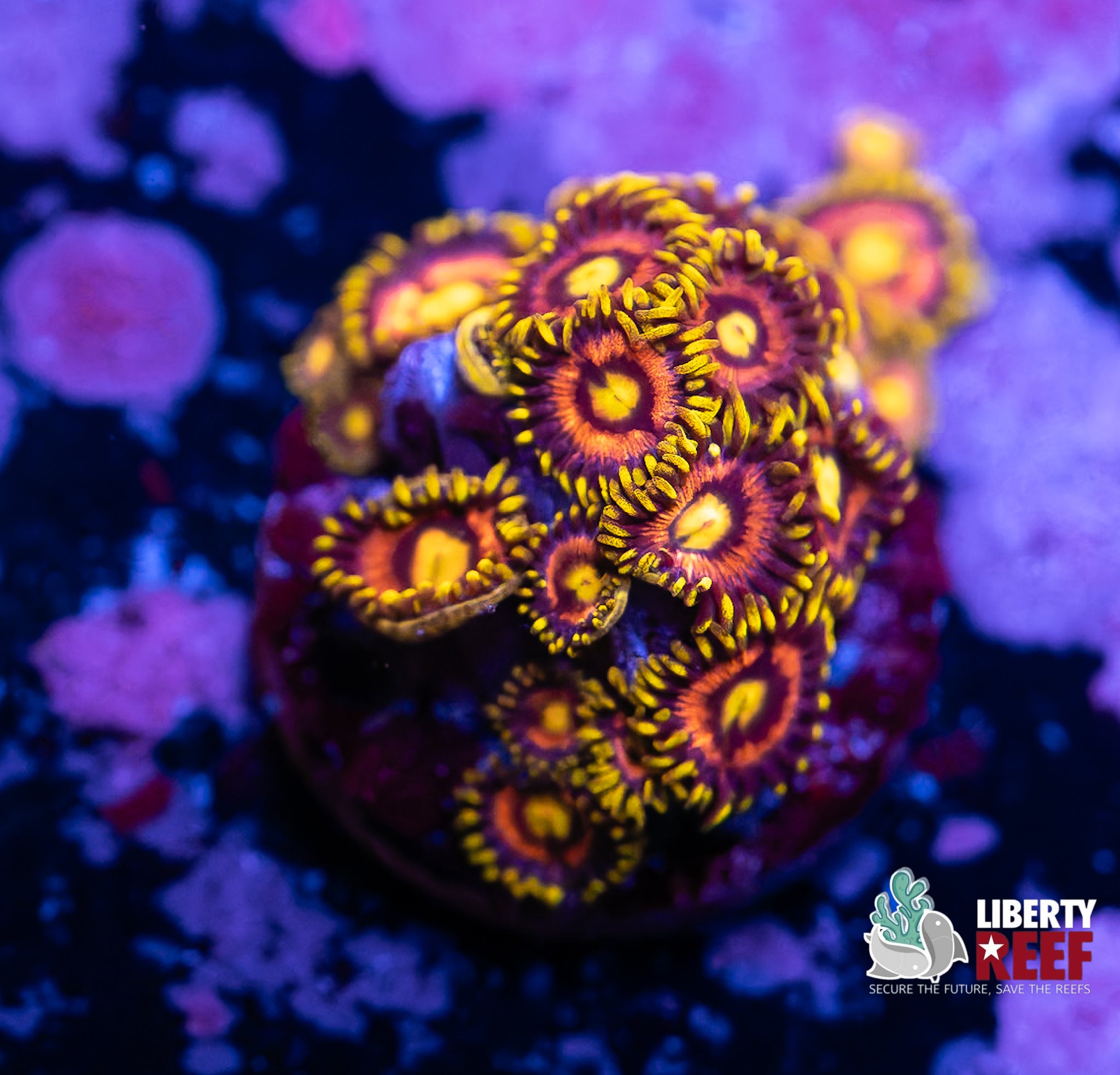 7/25