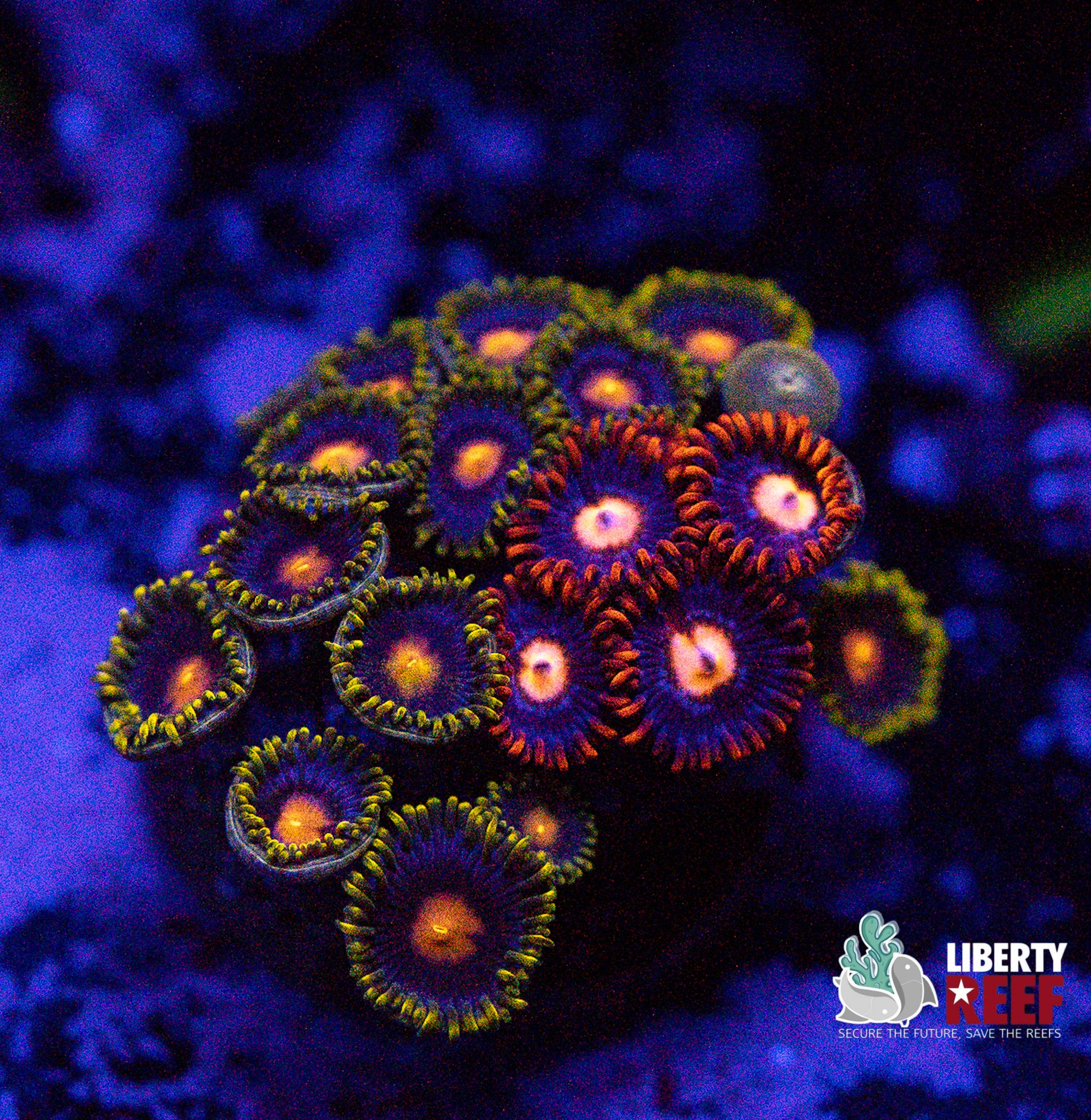 Gorilla Nipple / Buckeye Zoas
