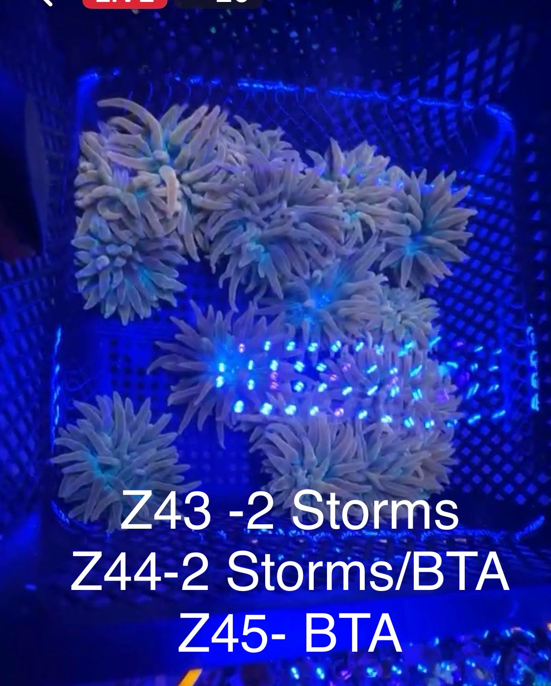 (Copy) 7/26 Facebook Live Auction