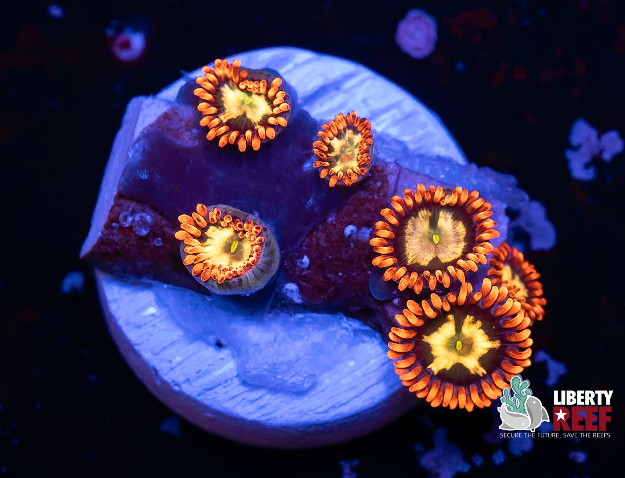 Alpha & Omega Zoas