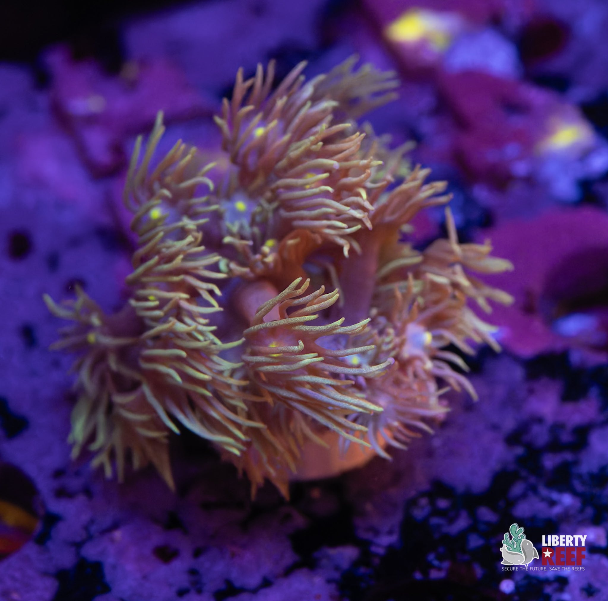 10/31 Online Auction