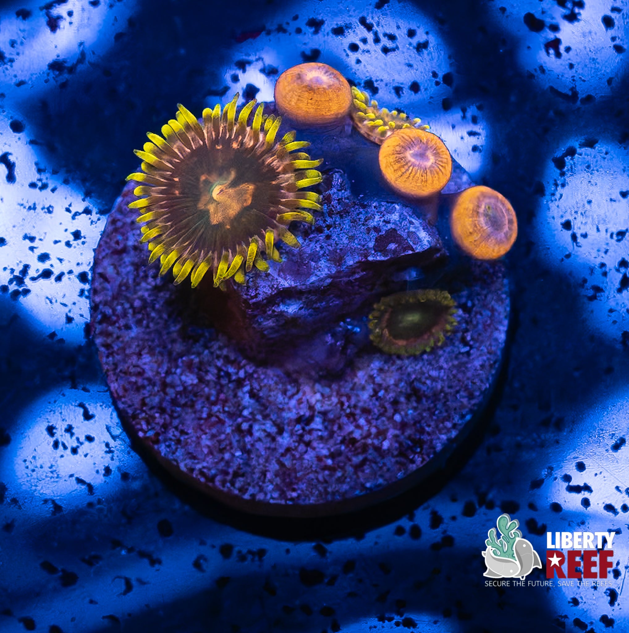 Holy Morphin Blueberry Fields Zoas