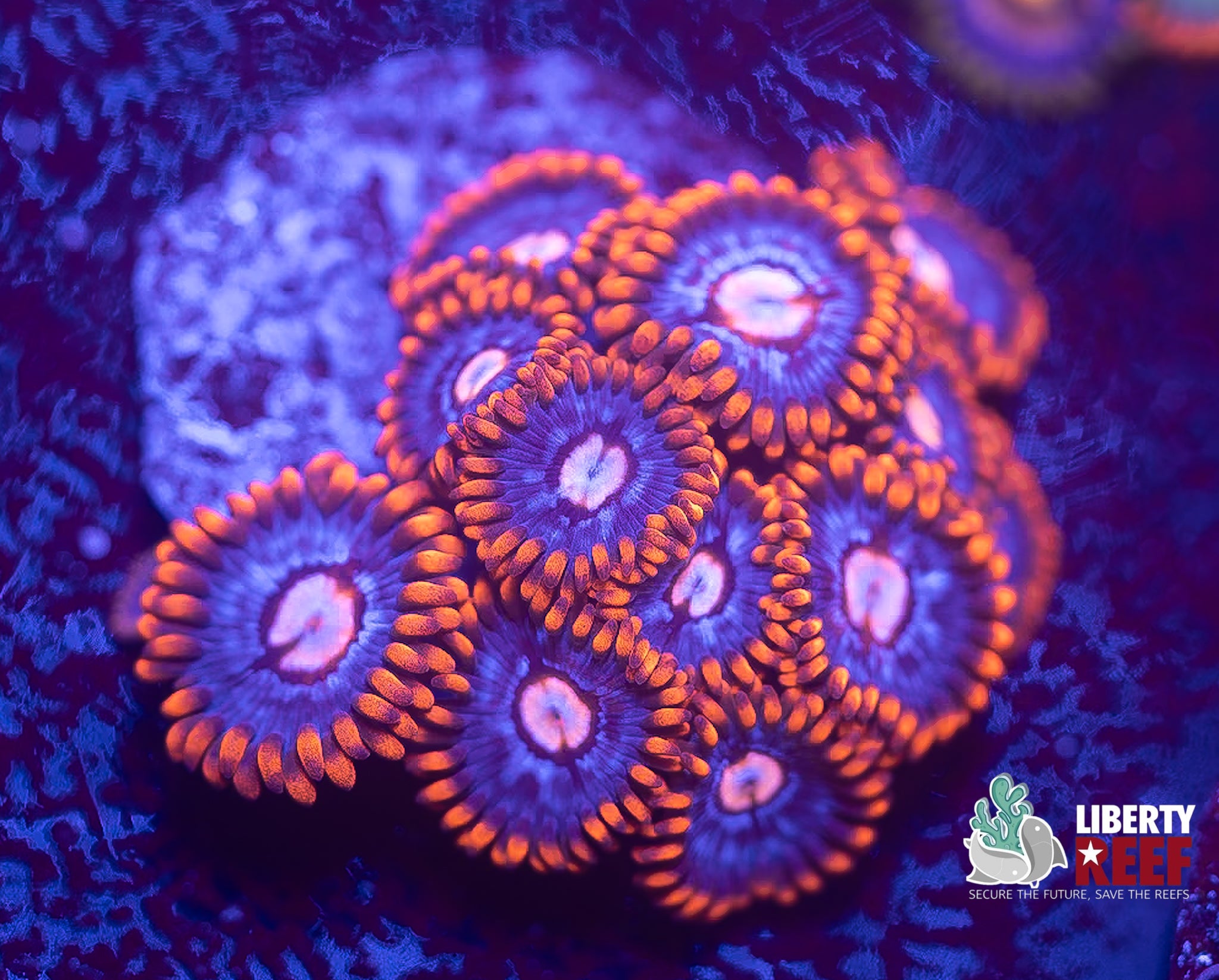 Snitches Zoas