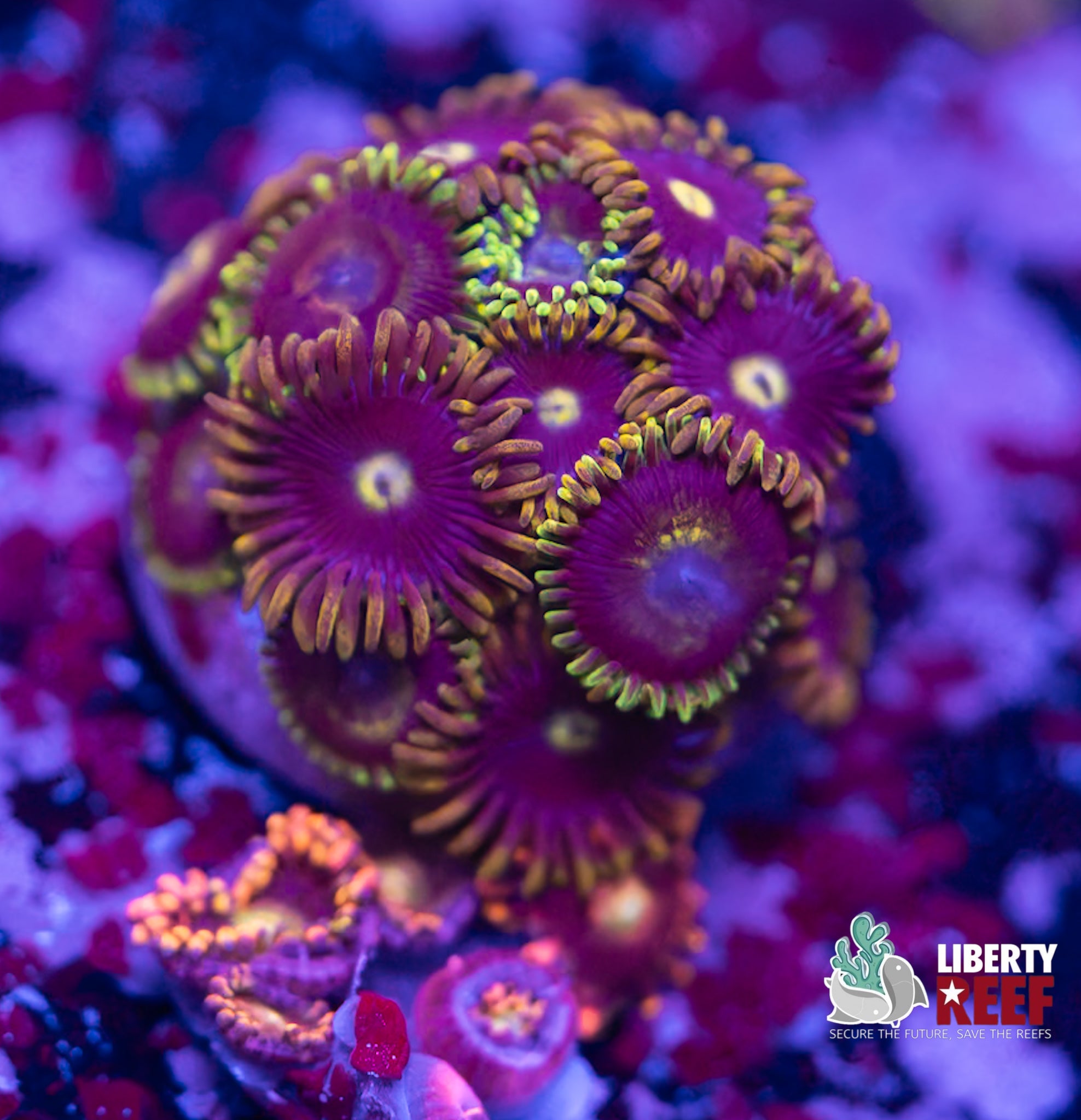 Zoas Combo Frag