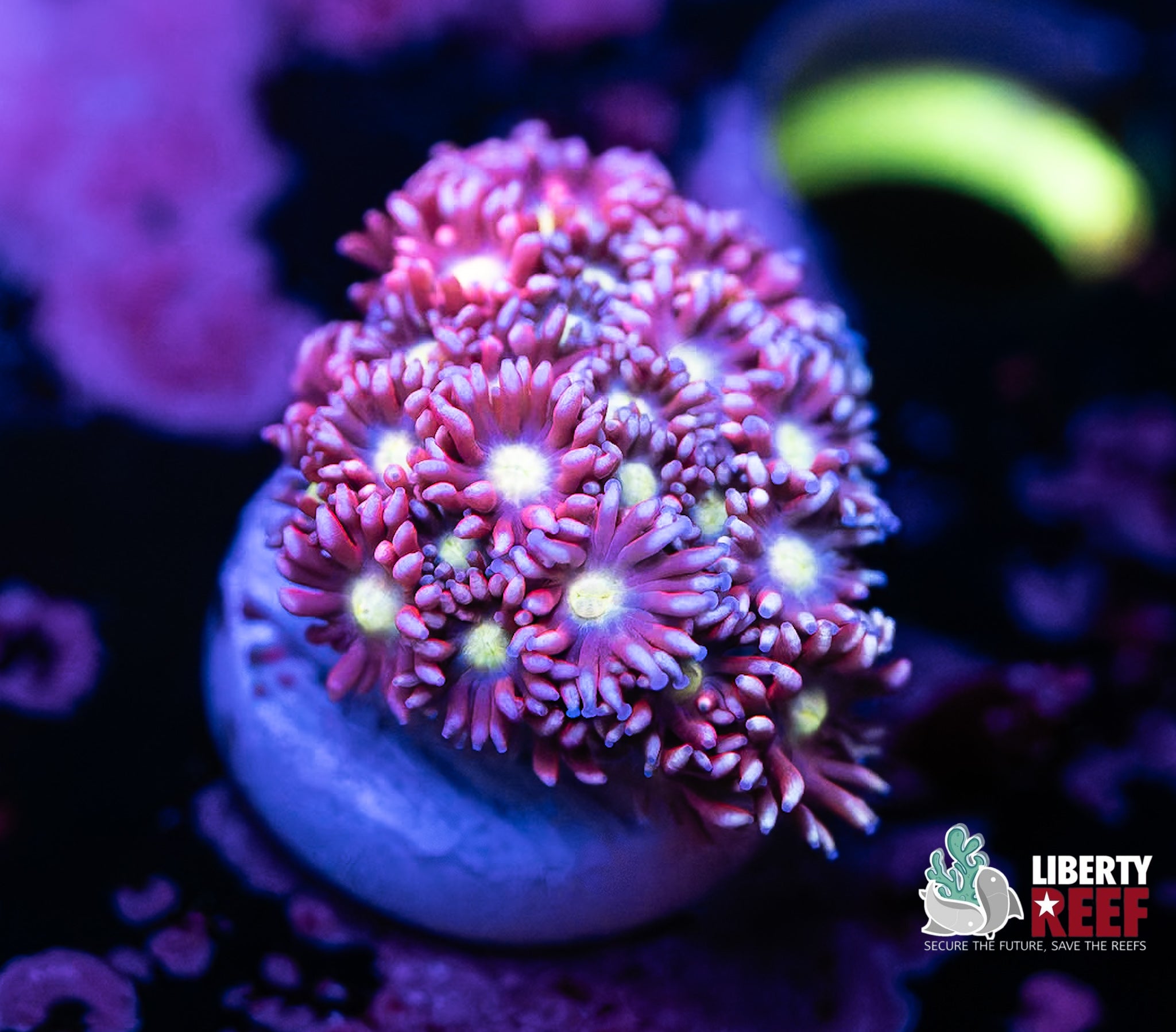 Flowering Goniopora