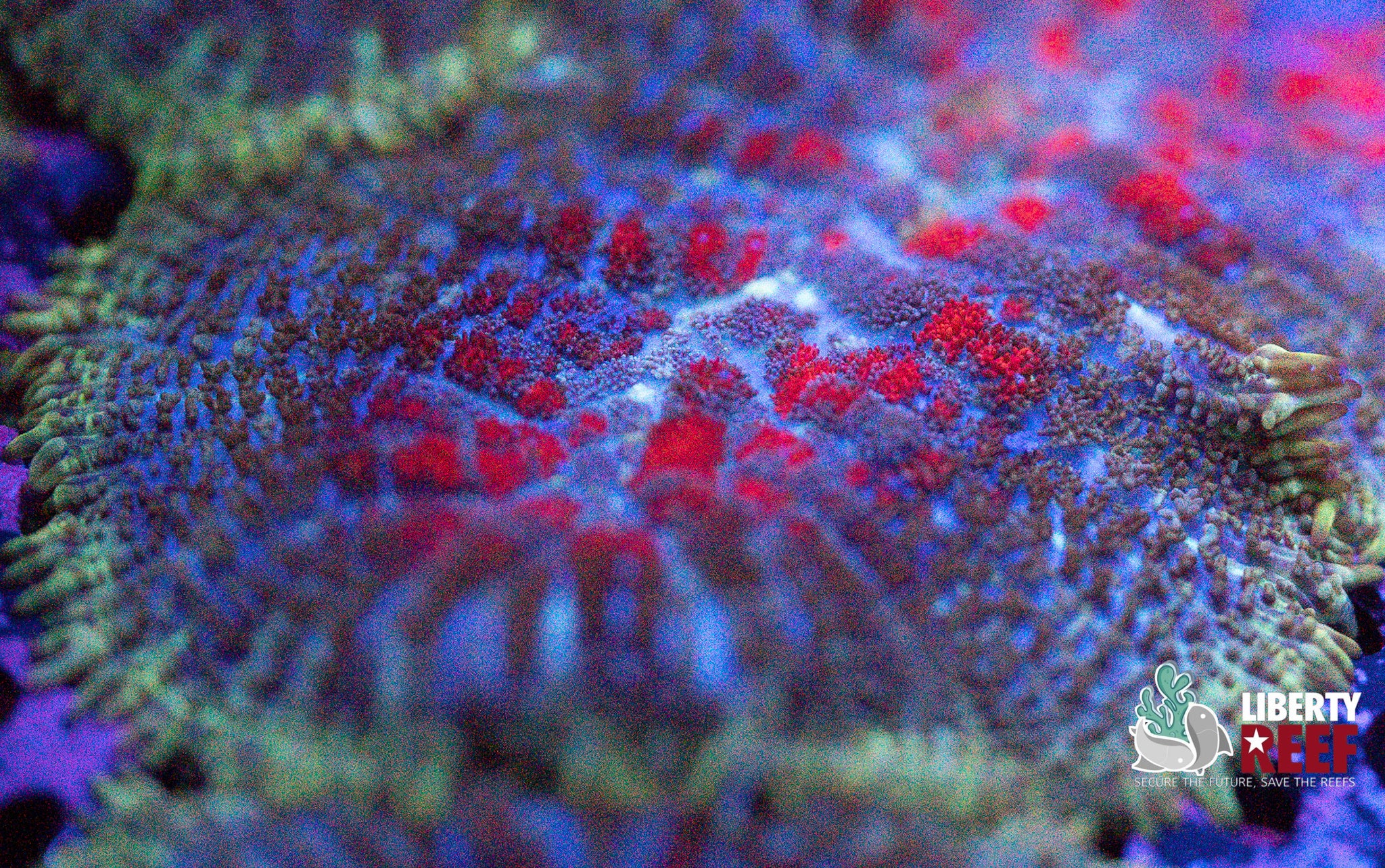 Tiger’s Blood Mushroom