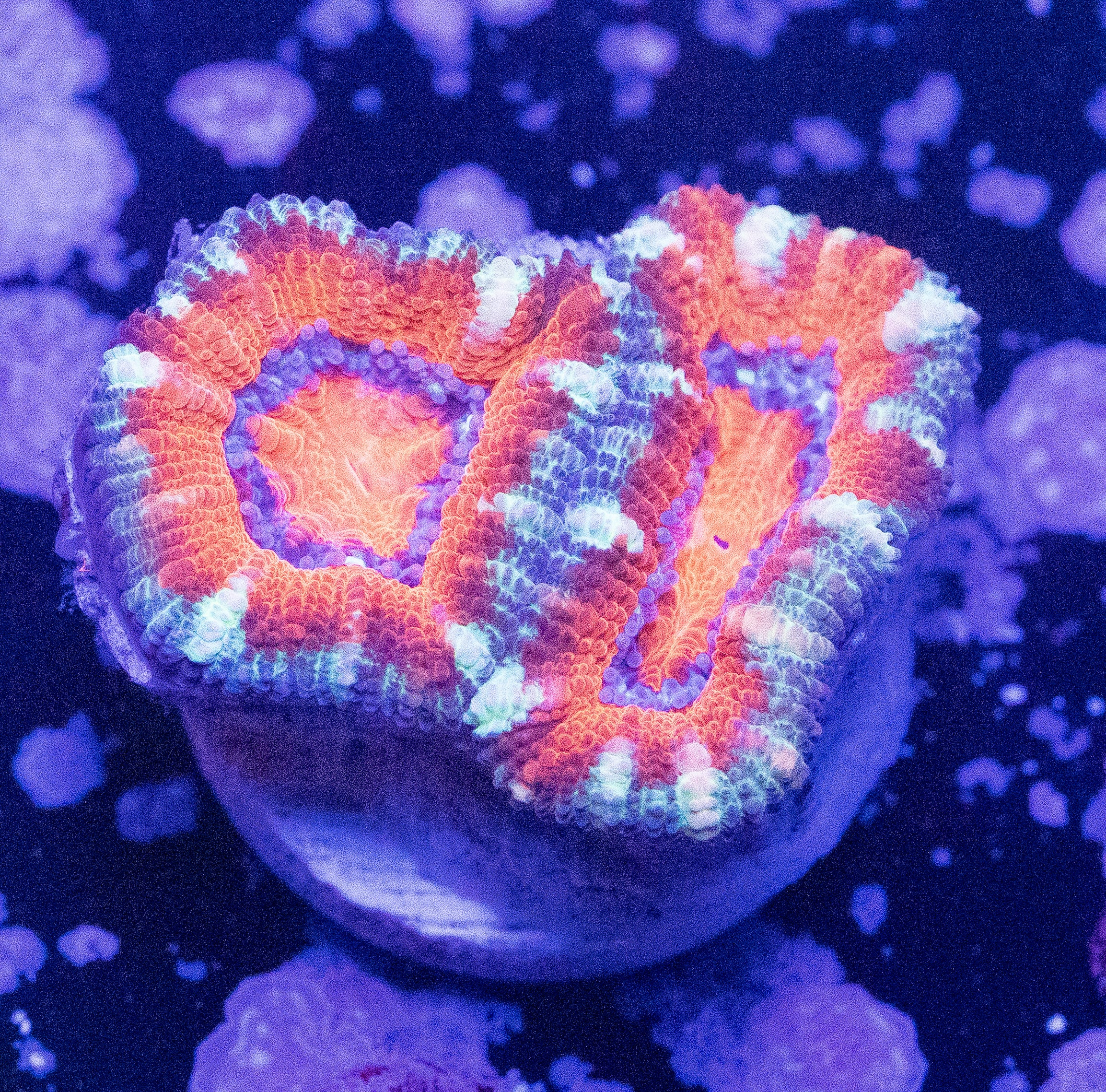 Candy Cane Acan