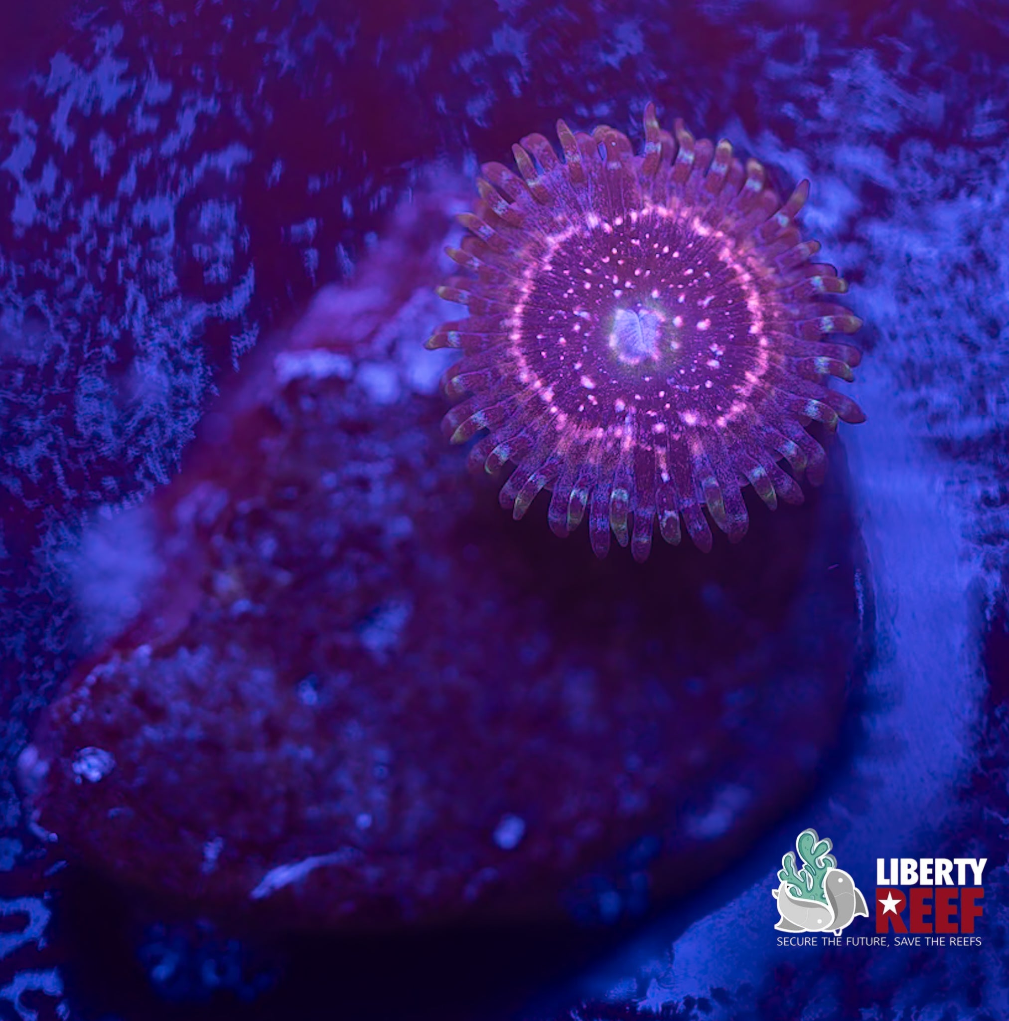 ADG Miku Freak Zoa