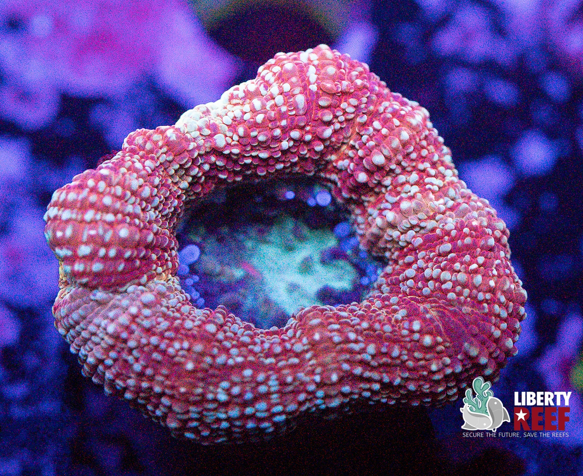 Candy Apple Bowerbanki