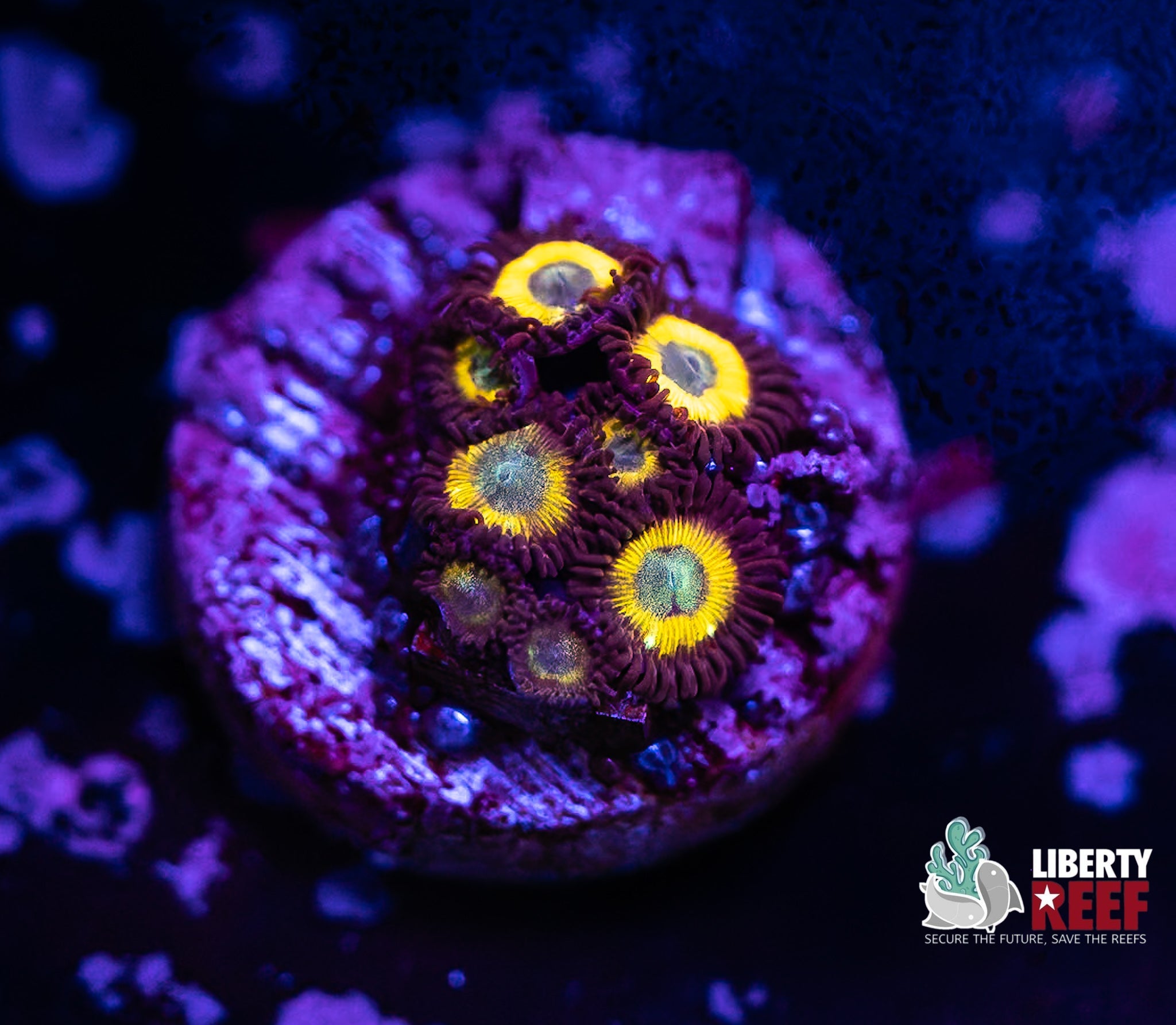 Liberty Reef Auction