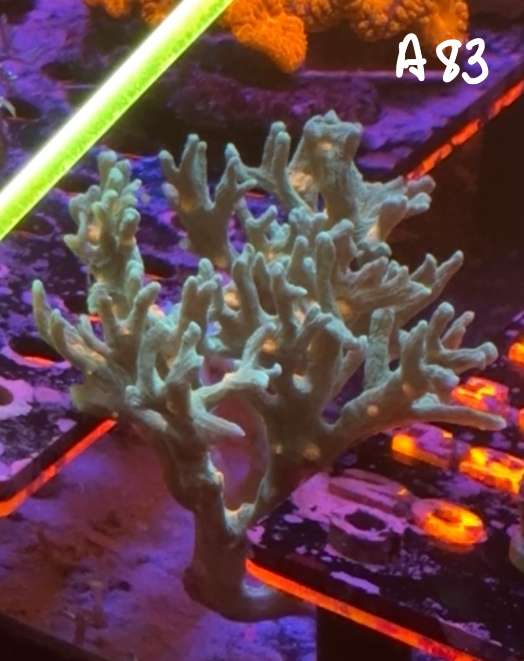 Karen Ritner 10/25 Facebook Live Auction