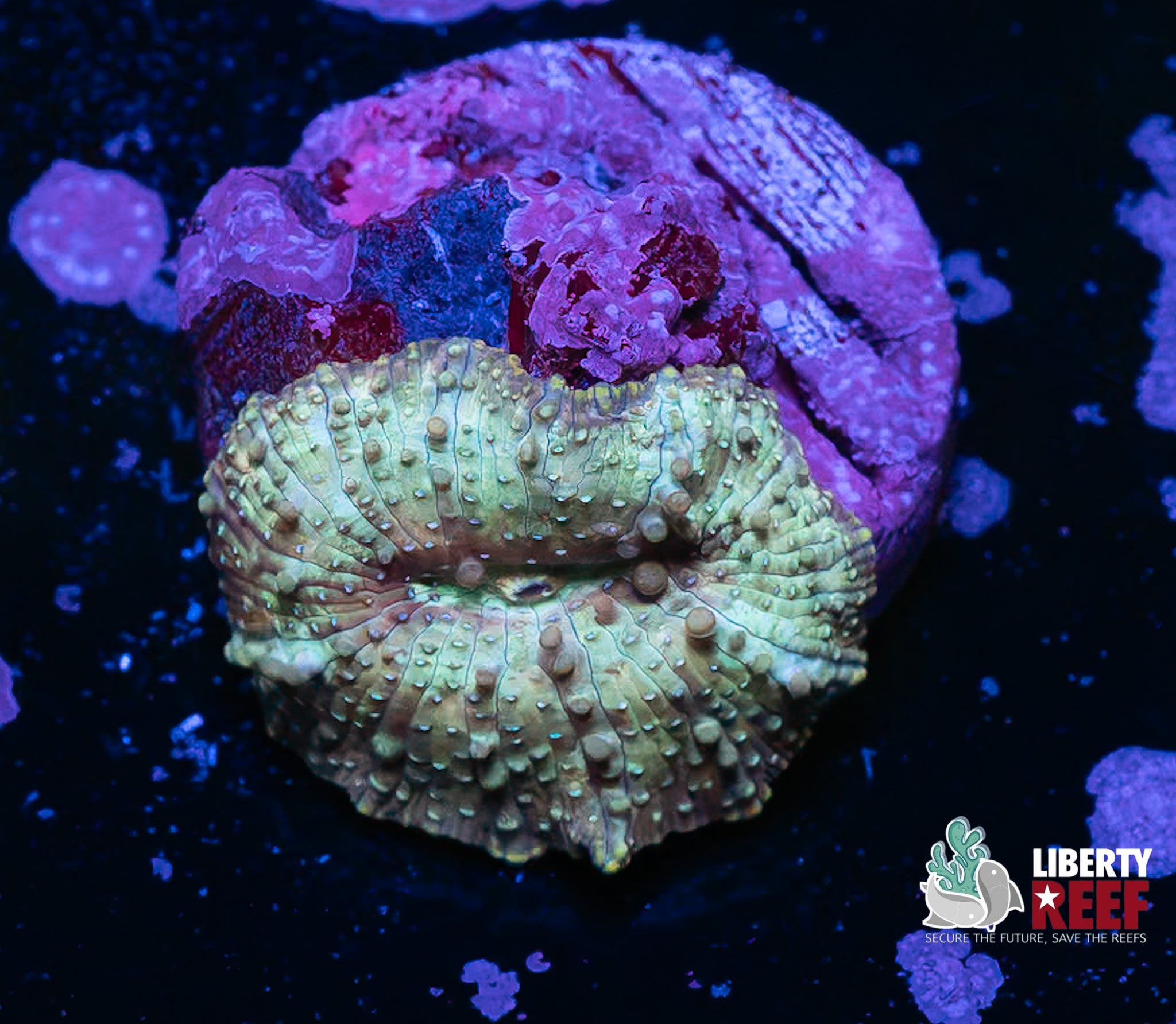 Leopard Skin Discoma Mushroom