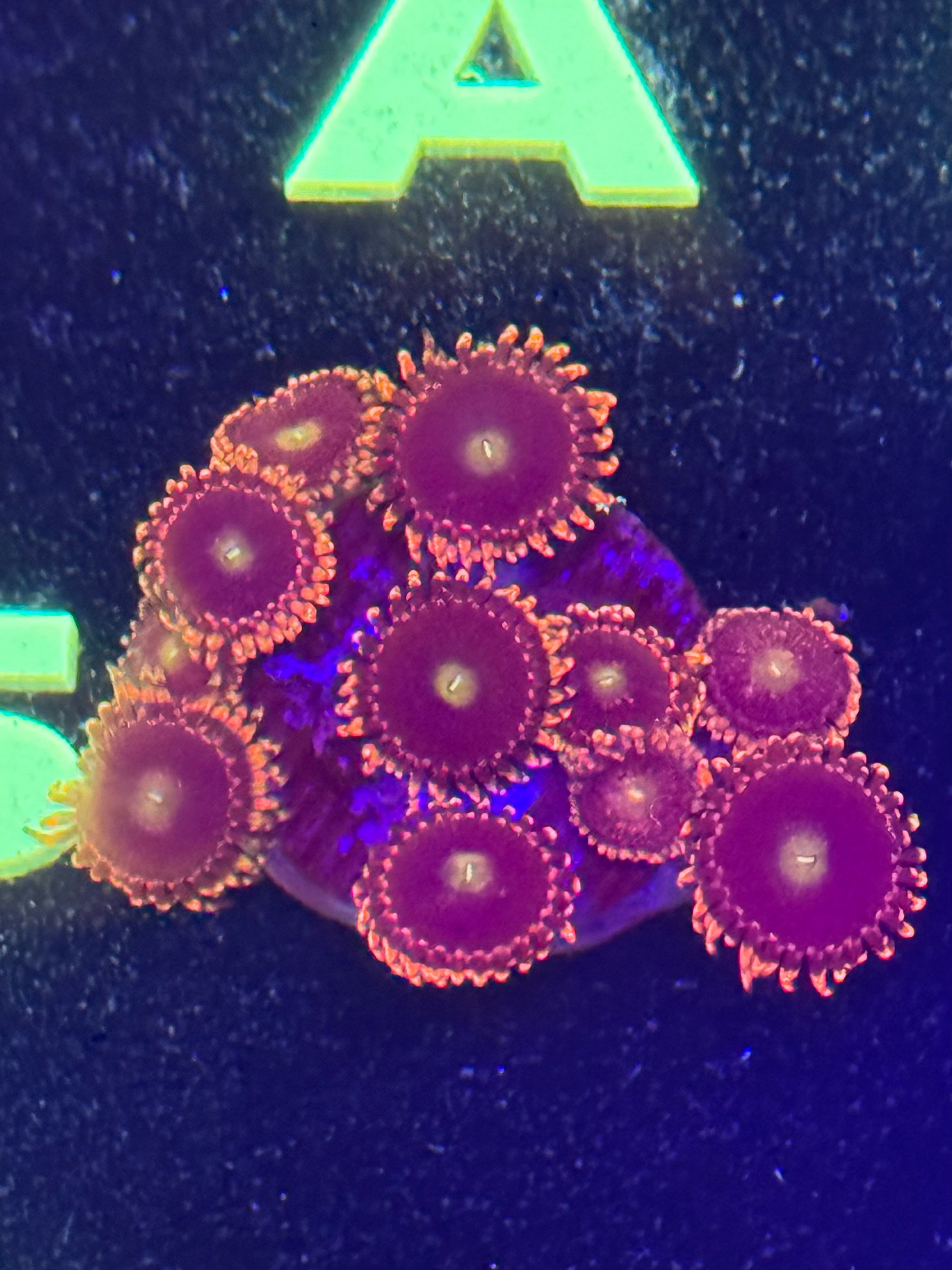 Antimatter Zoas