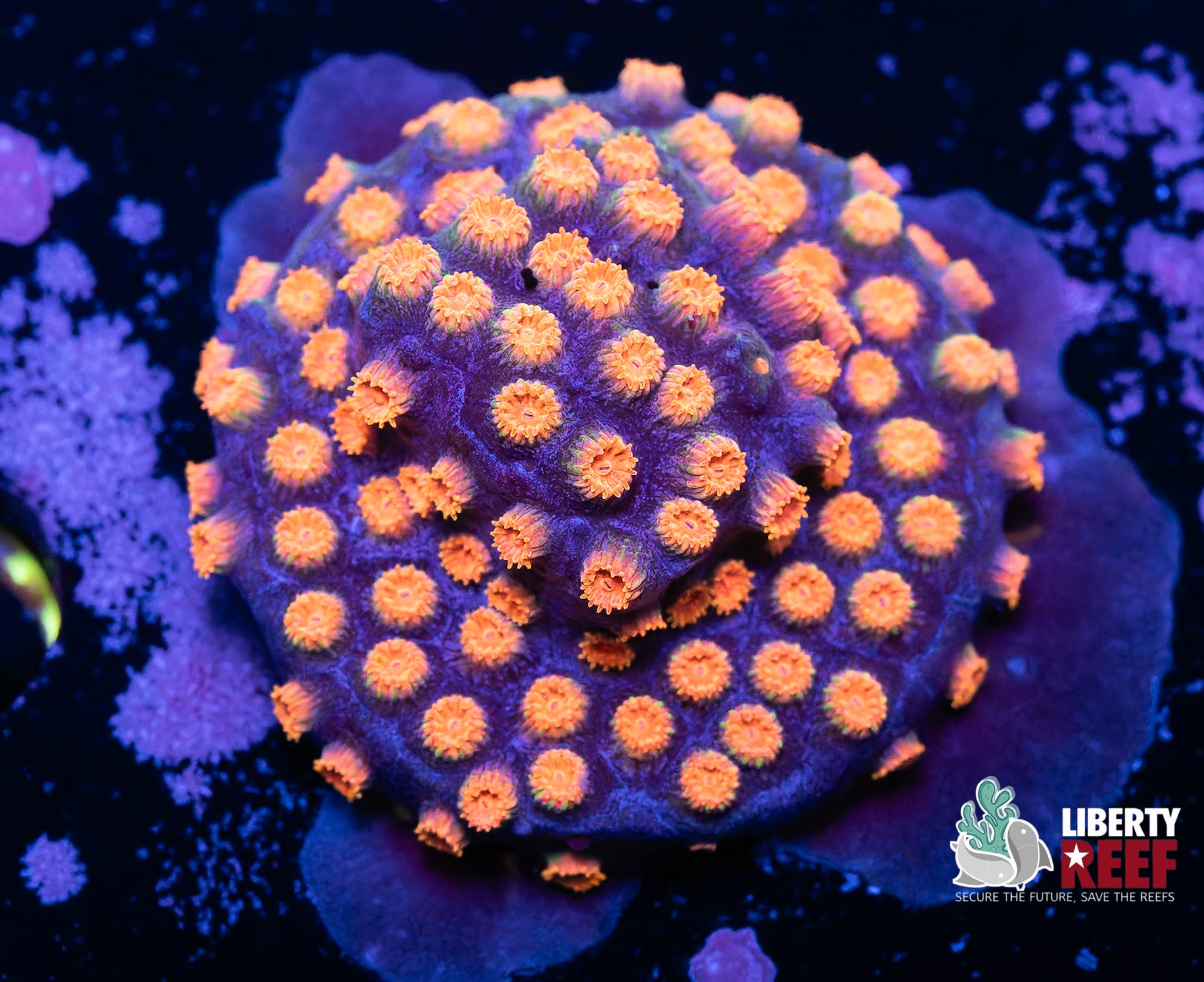 Bizzaro Cyphastrea (1.25in Plug)