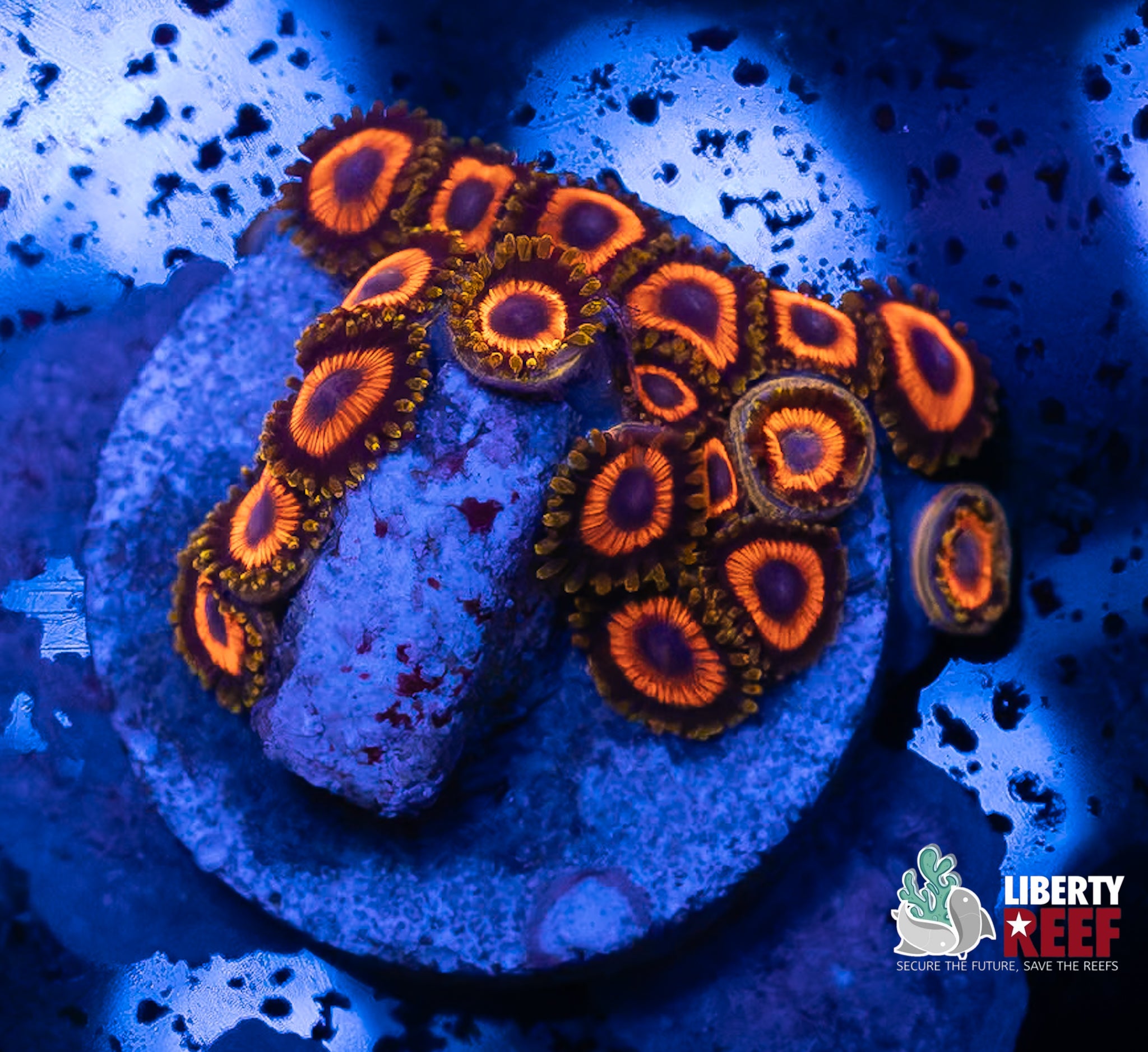 Jungle Juice Zoas