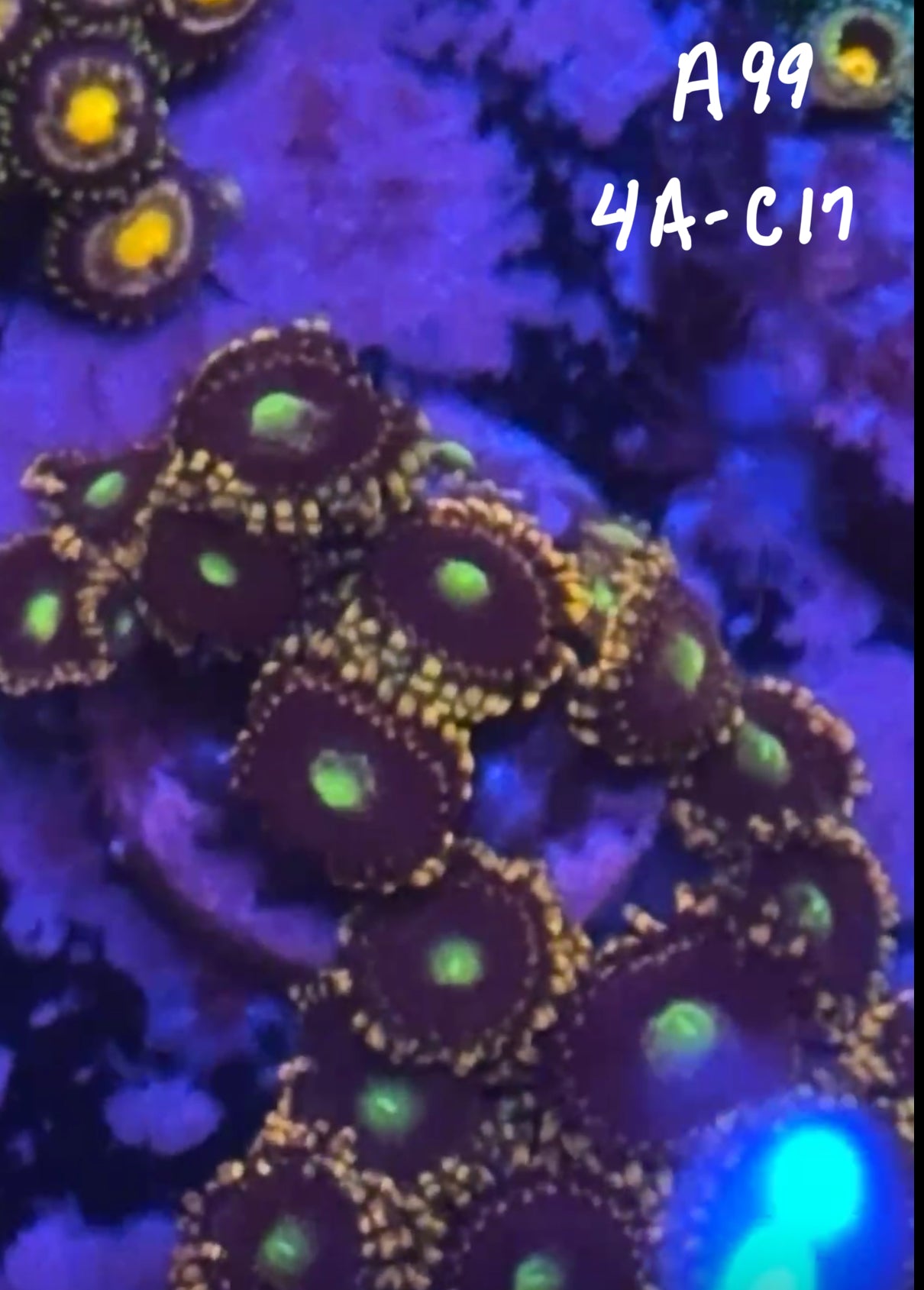 Val Dillavou 10/25 Facebook Live Auction