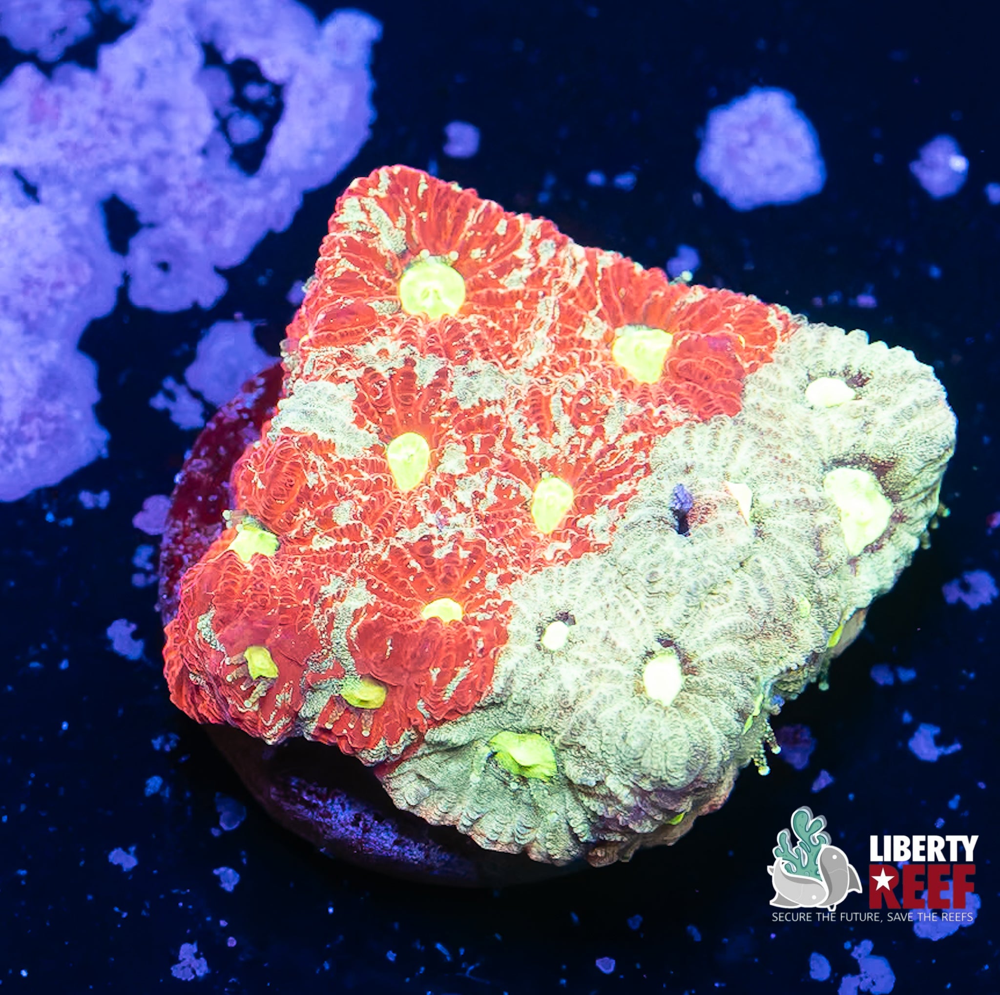 Ultra War Coral
