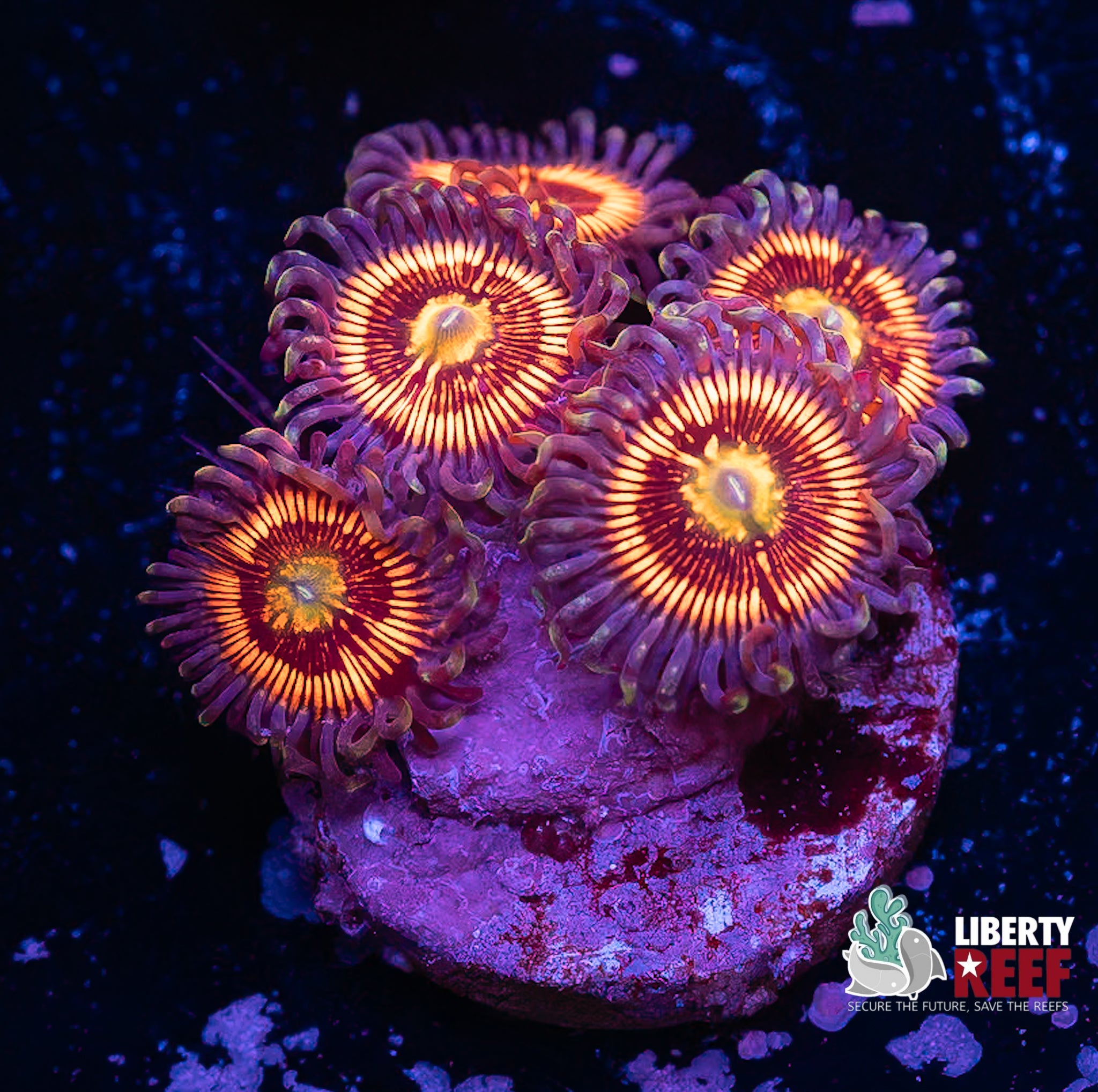 Armor of God Zoas