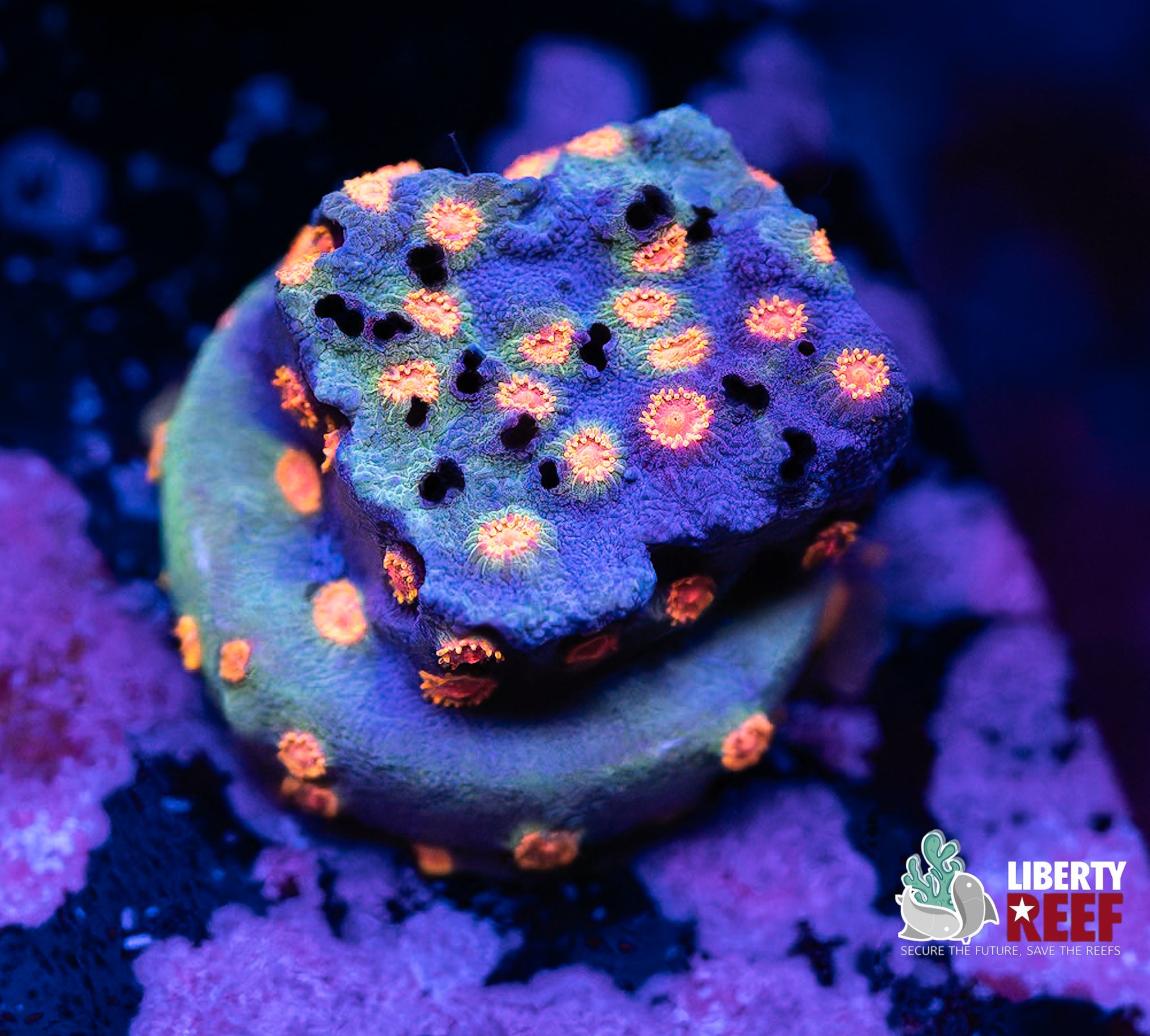 Green Goblin Cyphastrea