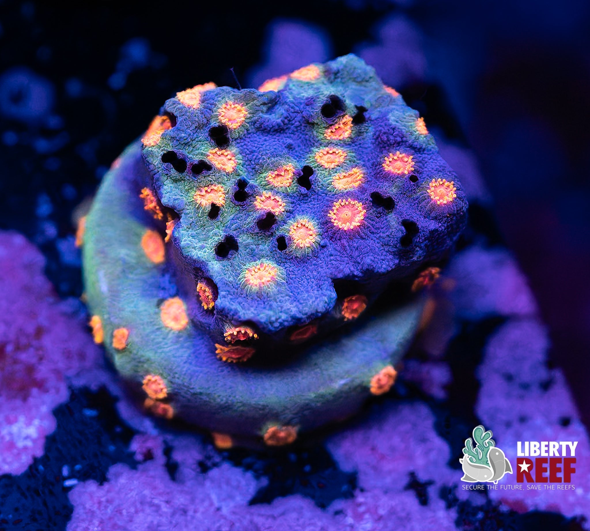 Liberty Reef Auction