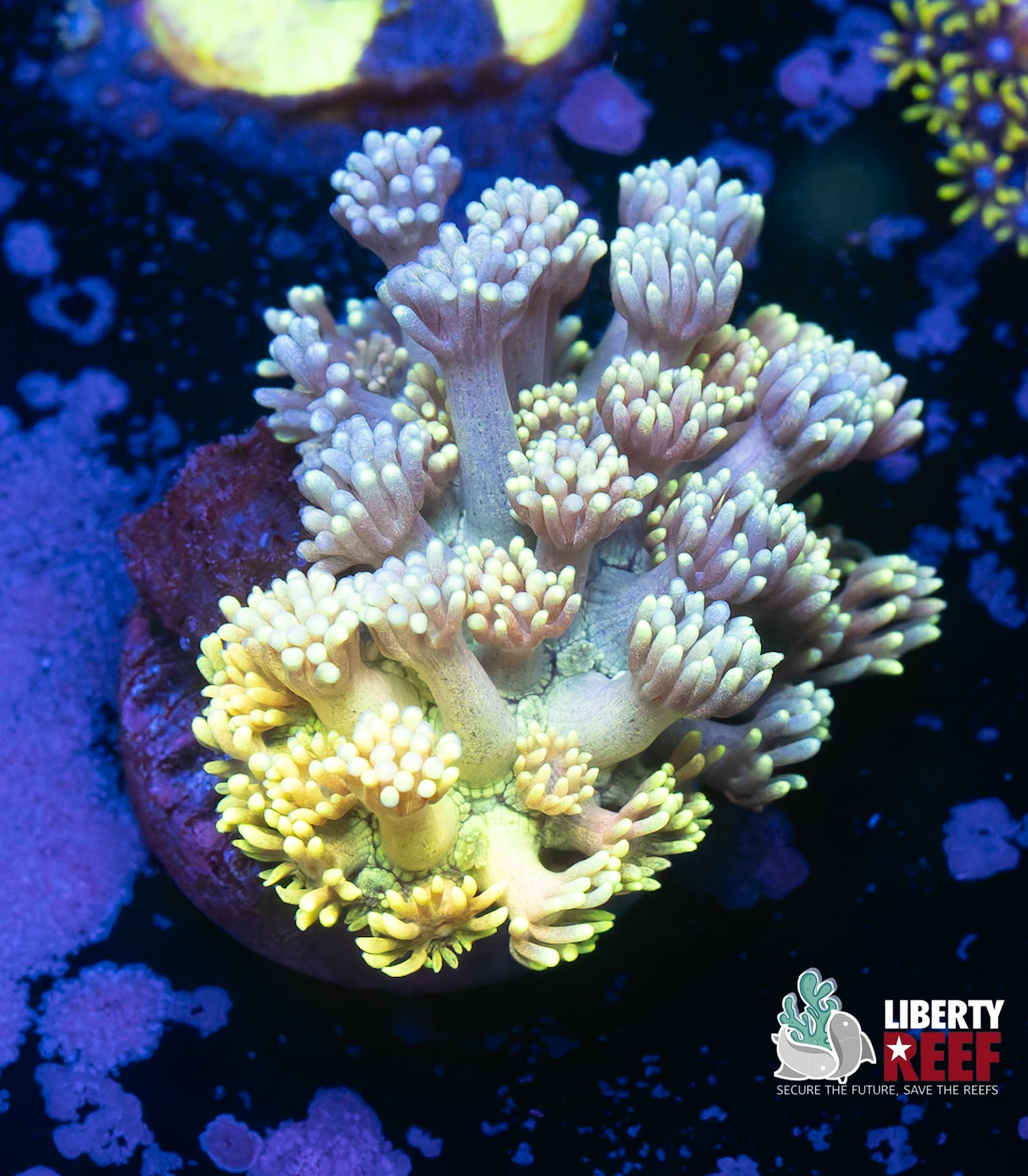 Wicked Colorshift Rainbow Goniopora