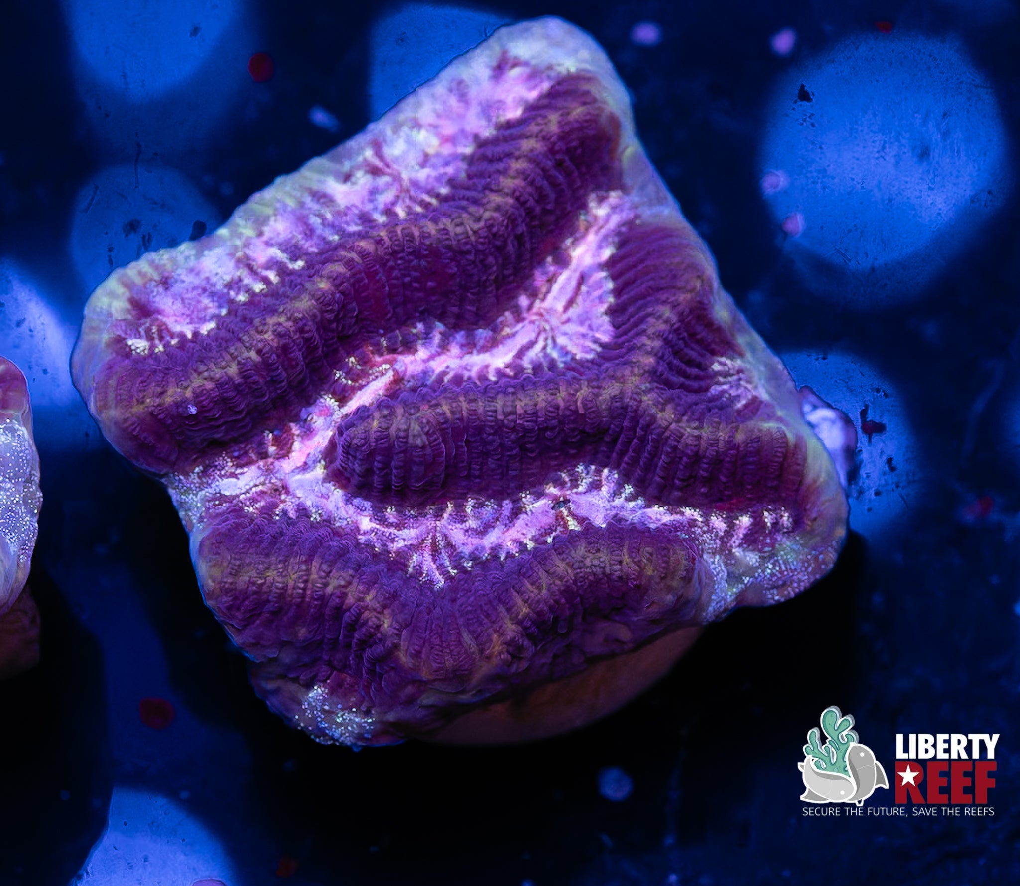 Purple Haze Maze Coral